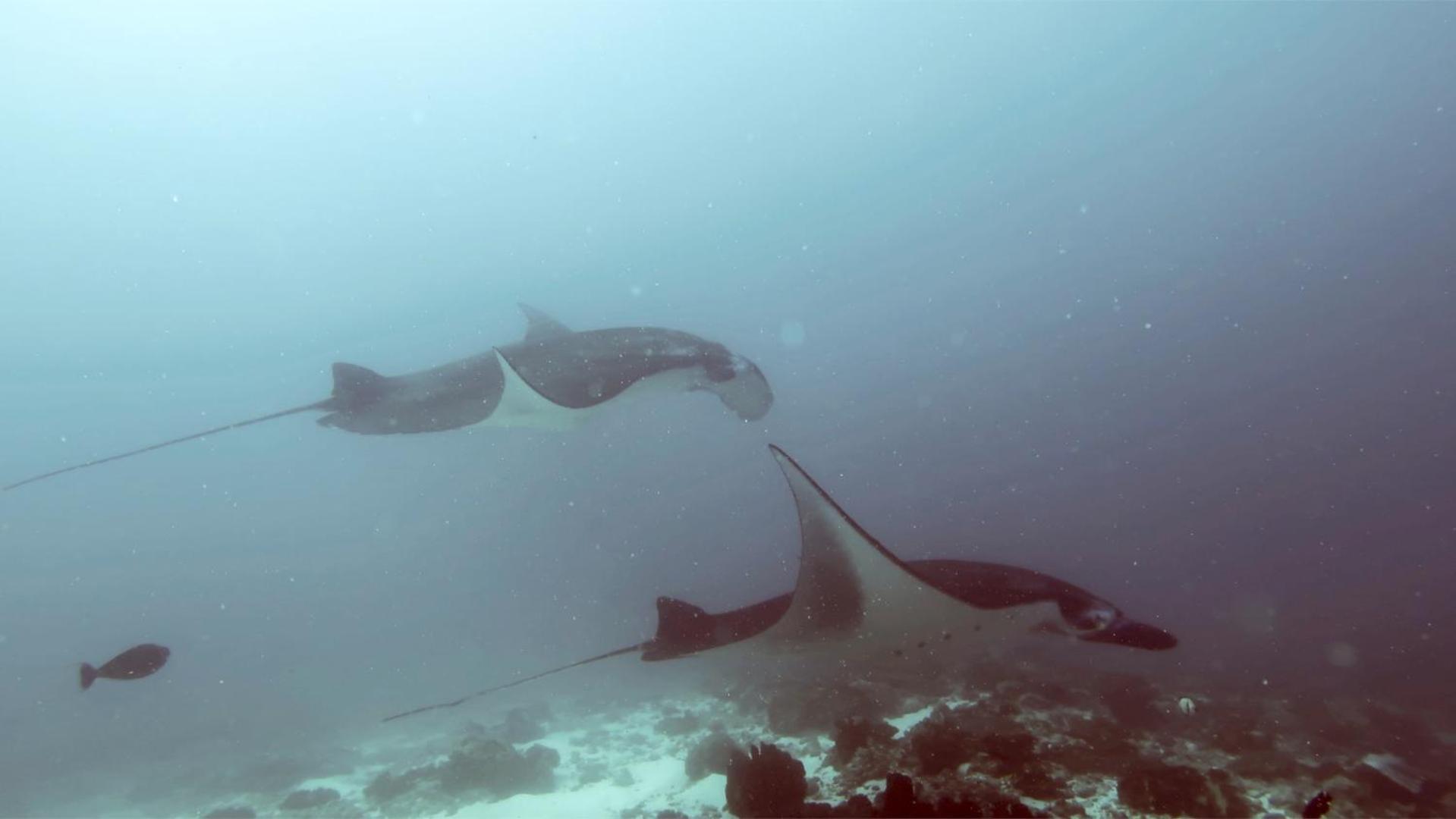 Absolute Scuba Bali Dive Resort