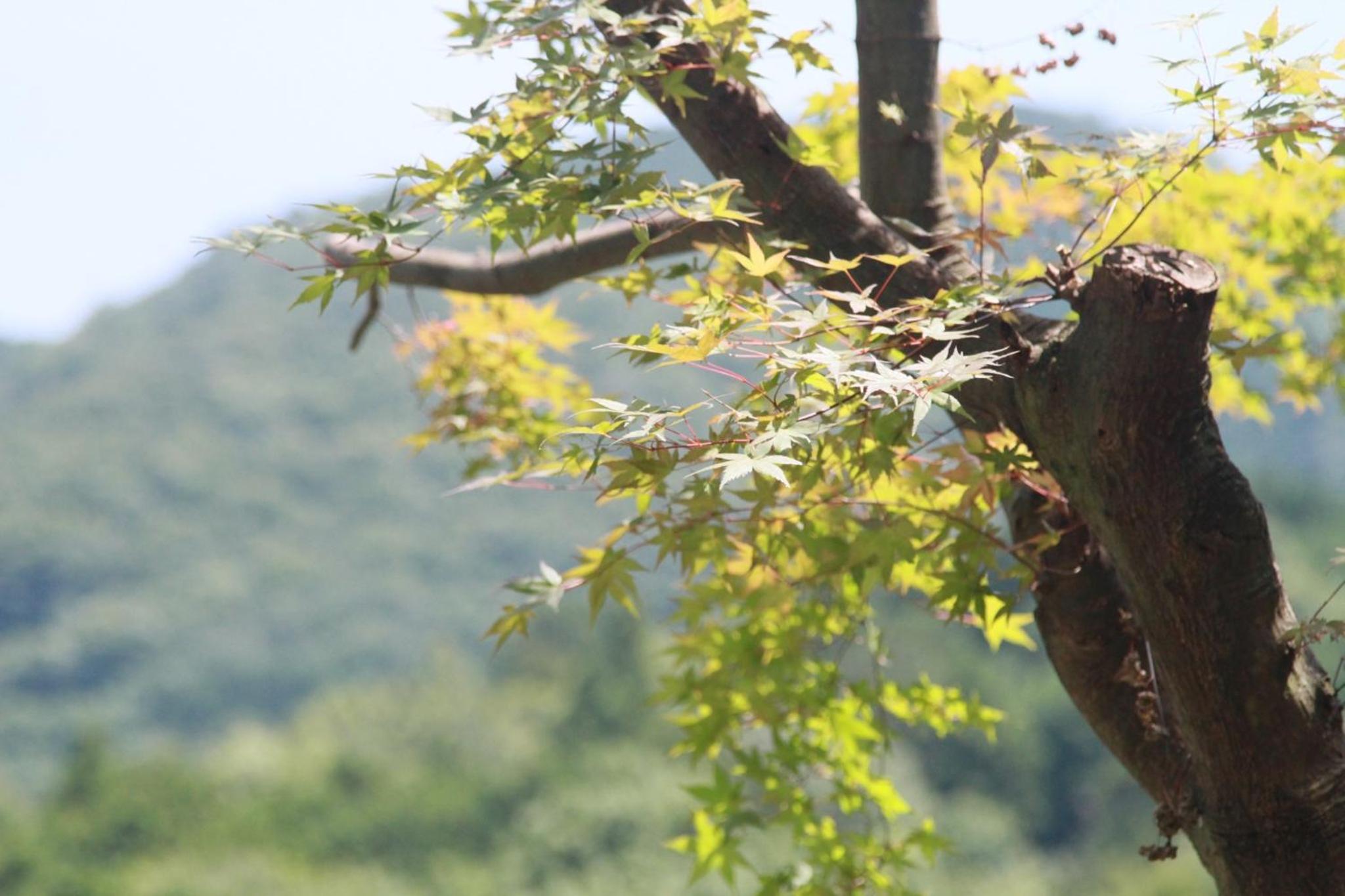 Momijisanso - Vacation STAY 36390v, photo 12