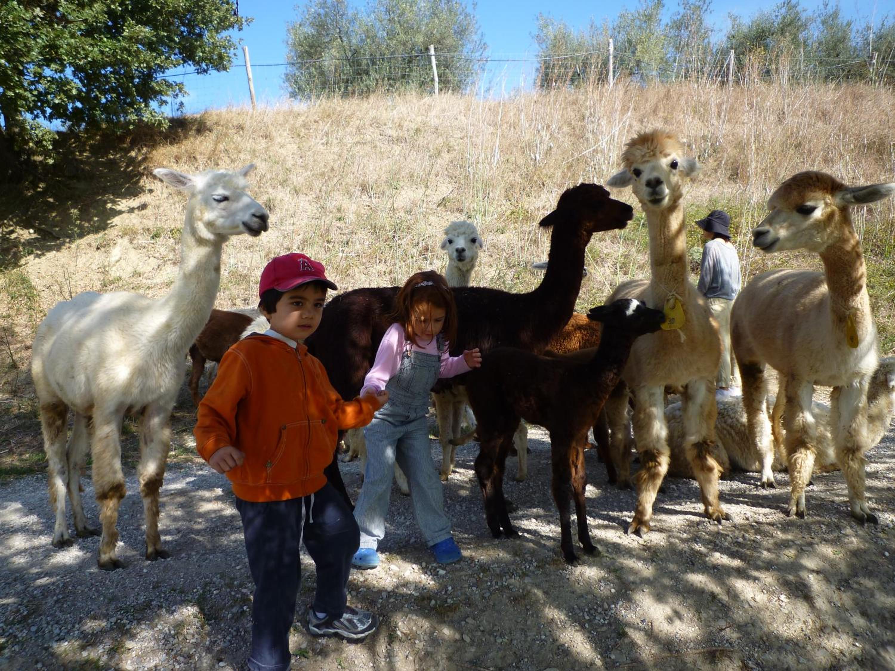 Maridiana Alpaca Country House