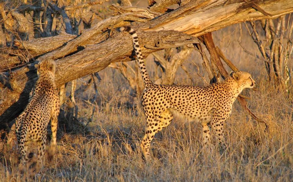 Pungwe Safari Camp