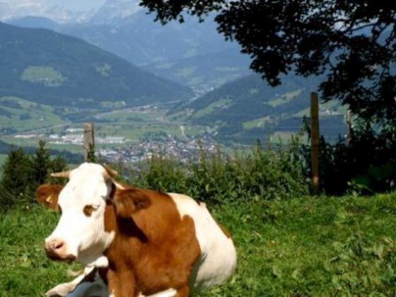 Grassbichlhof