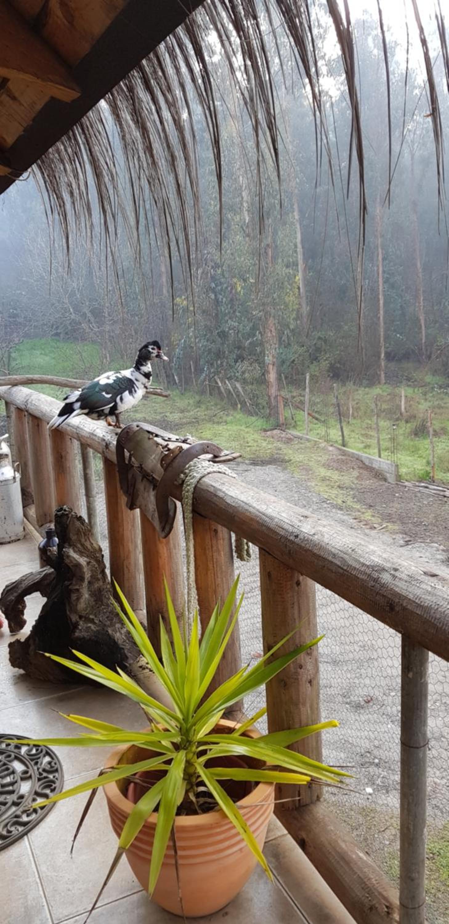 Cabañas Rukas Licantén