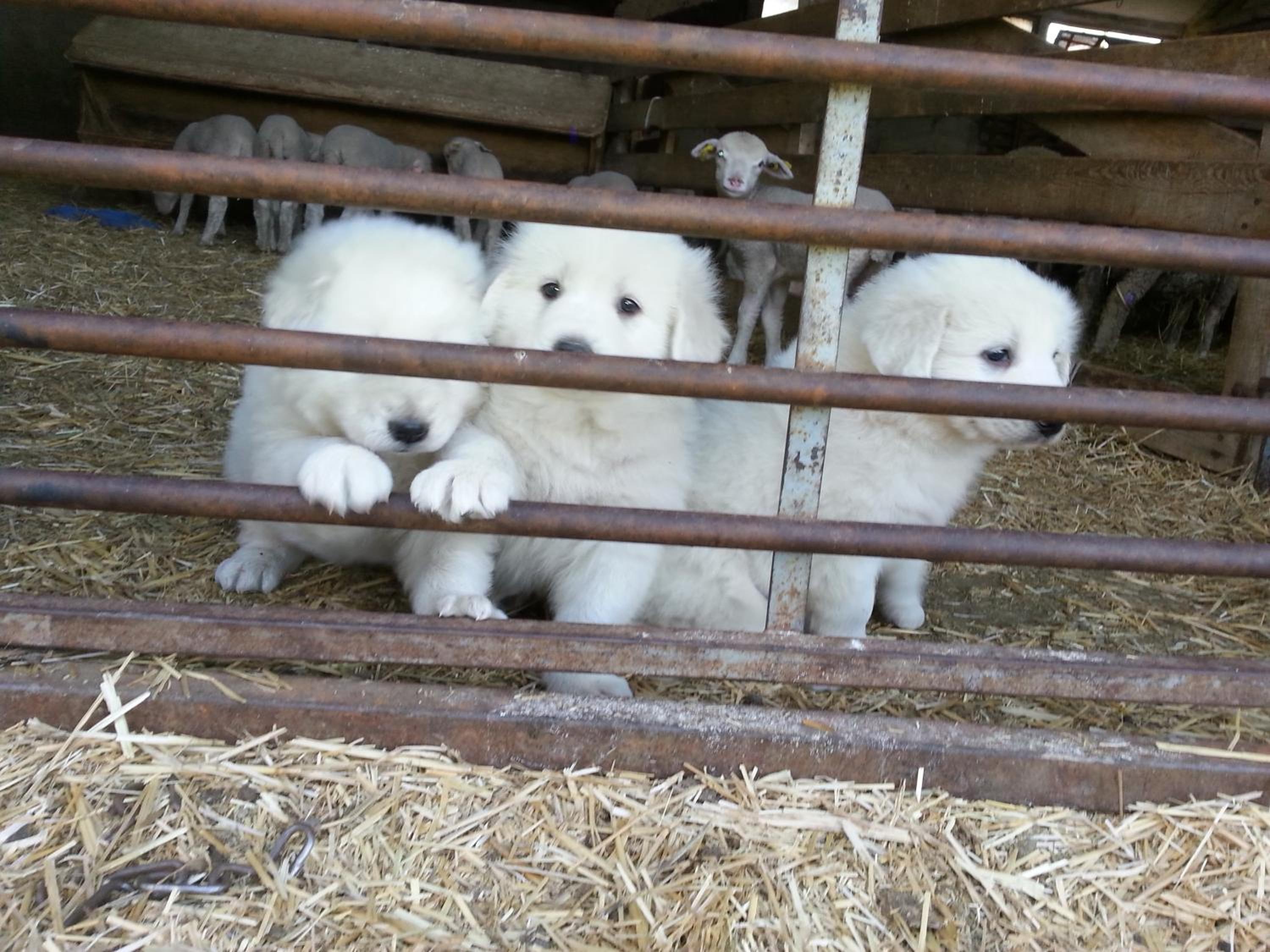 Le Petit Fabre