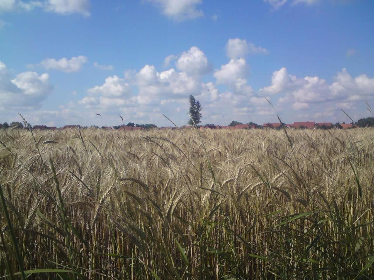 Photo 33
