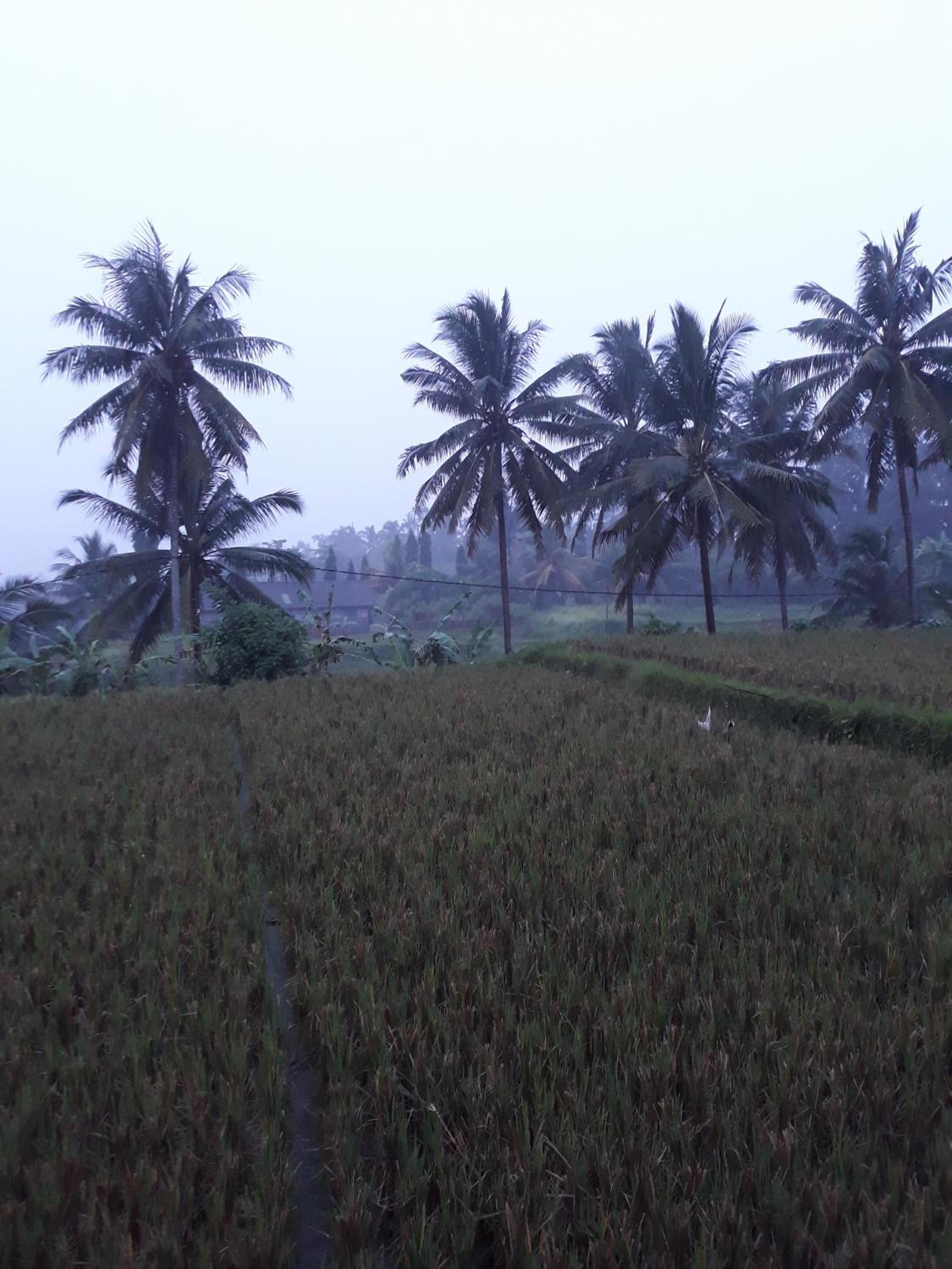 Umah Dangin Guest House view 4