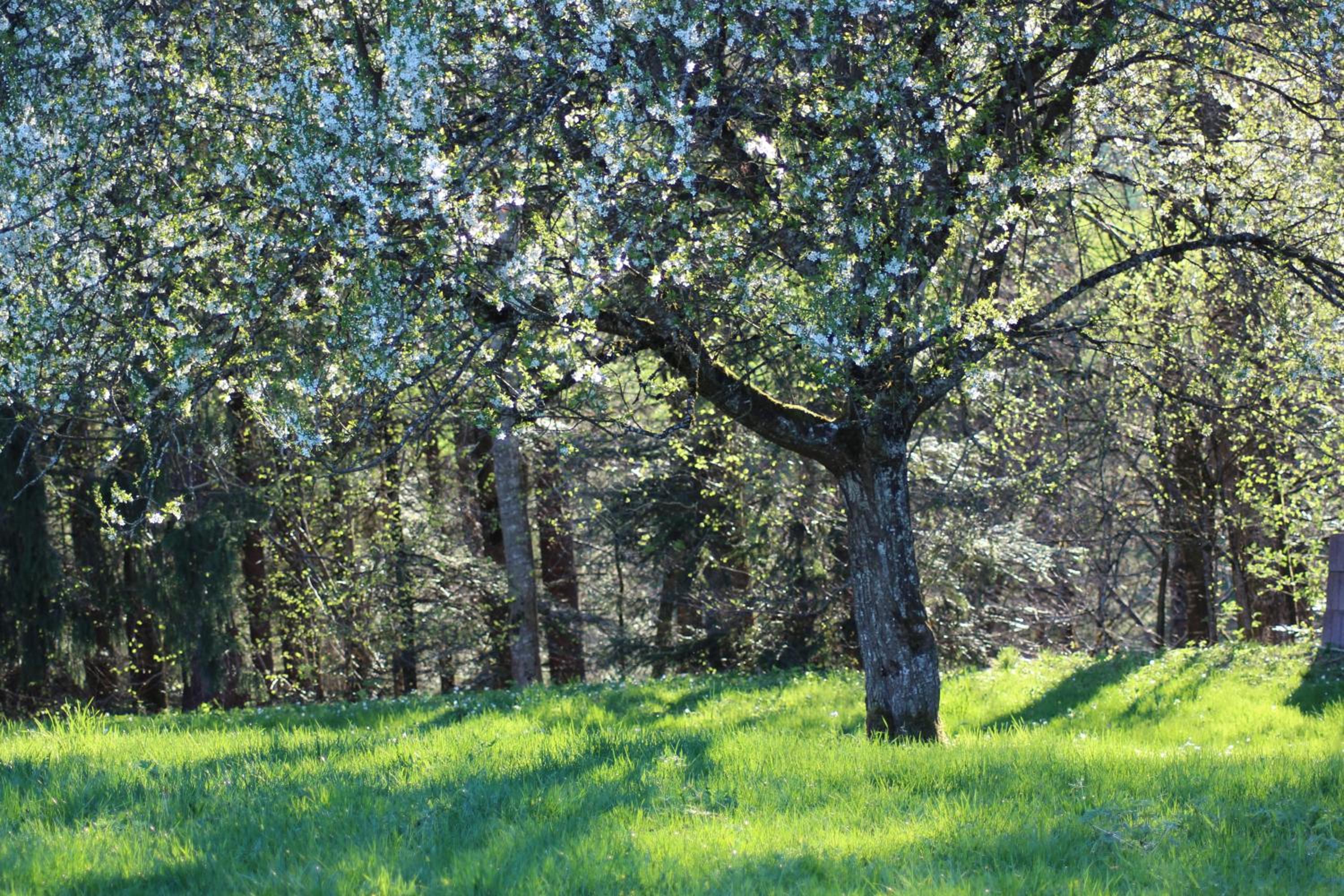 Naturparadies Silvia