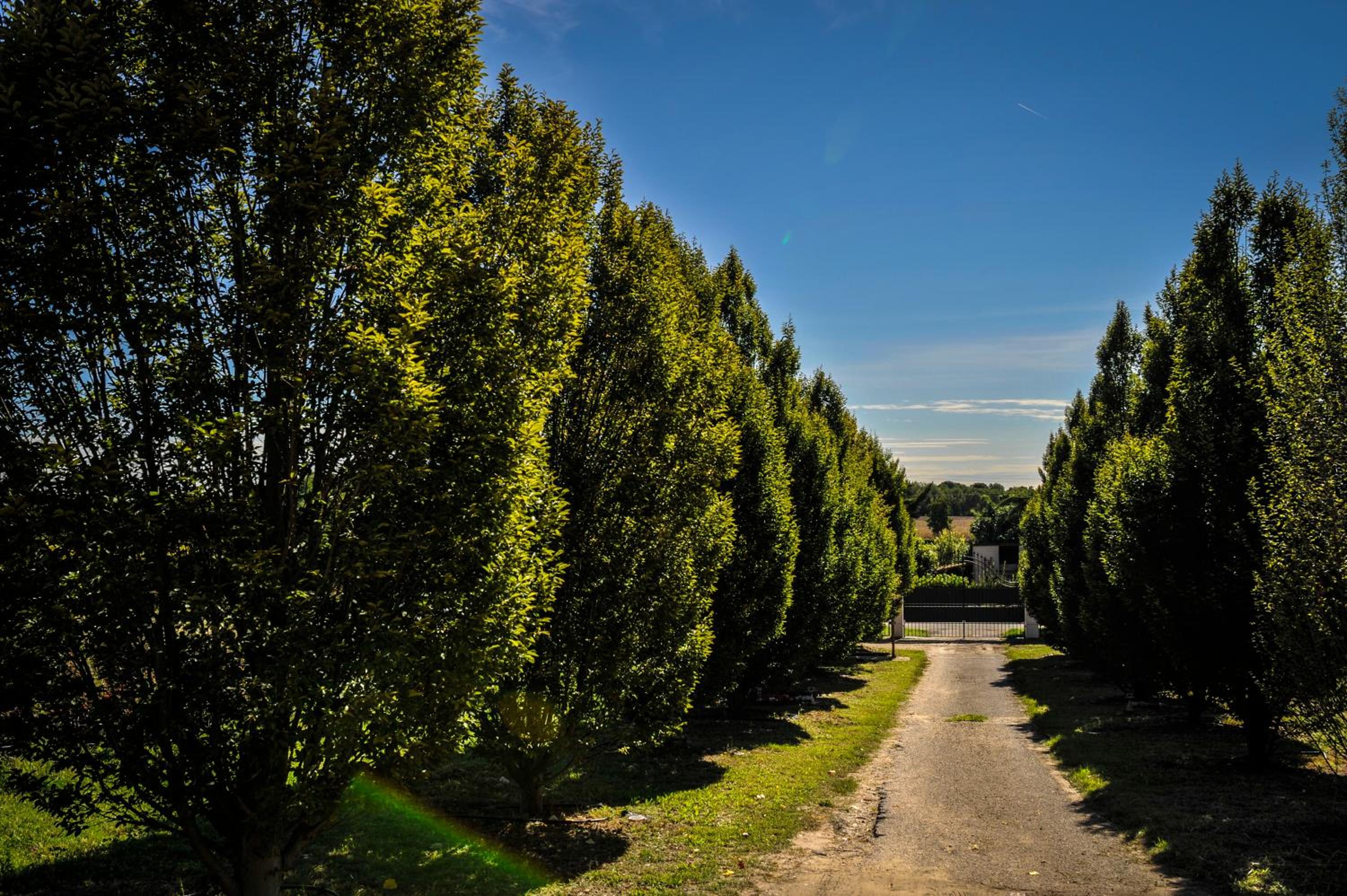 Photo 43