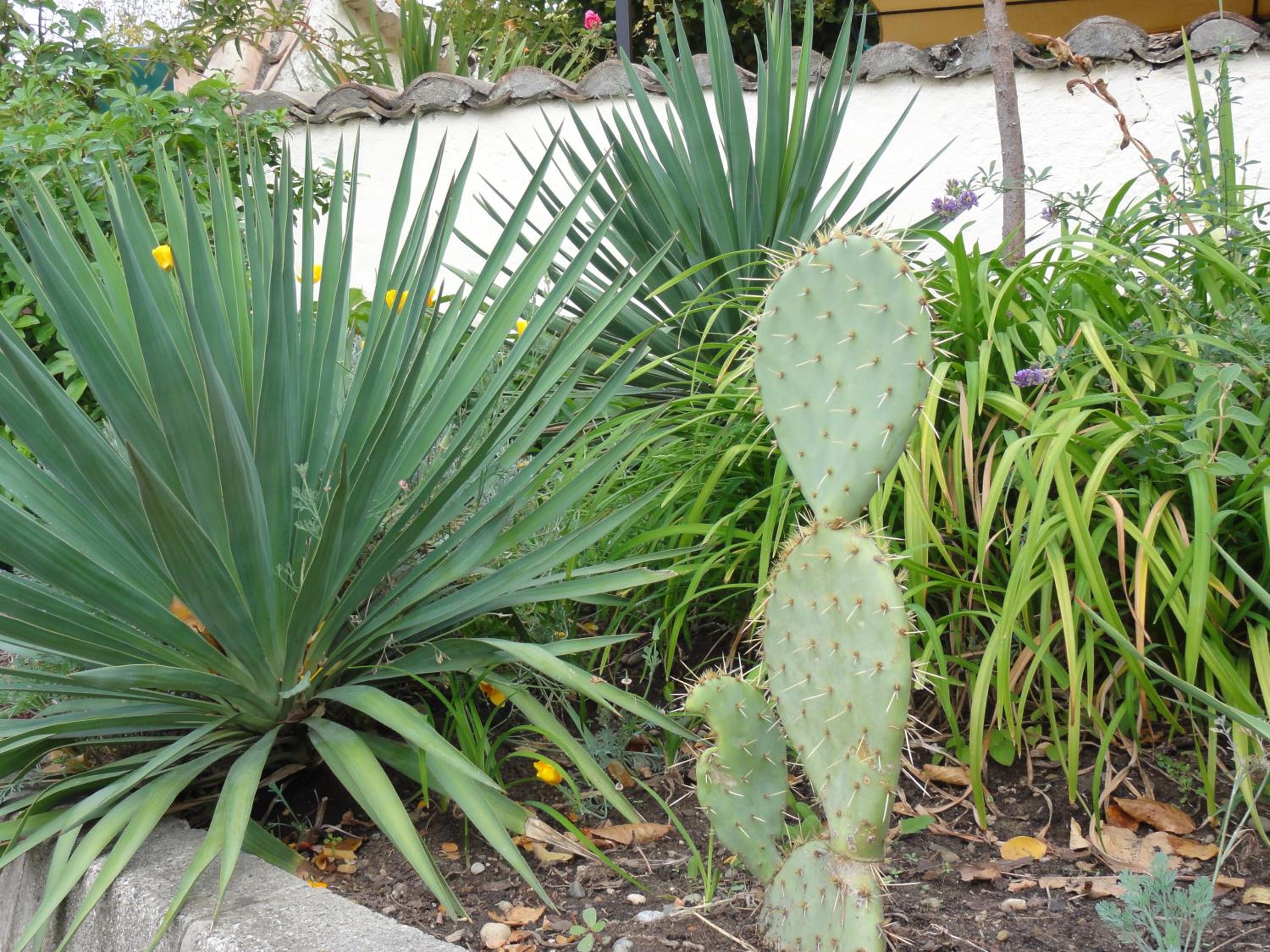 garden