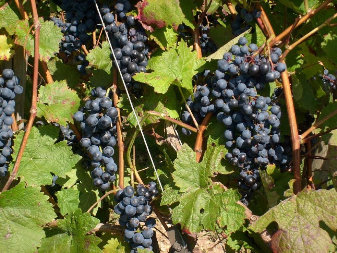 Winzerhof Spengler