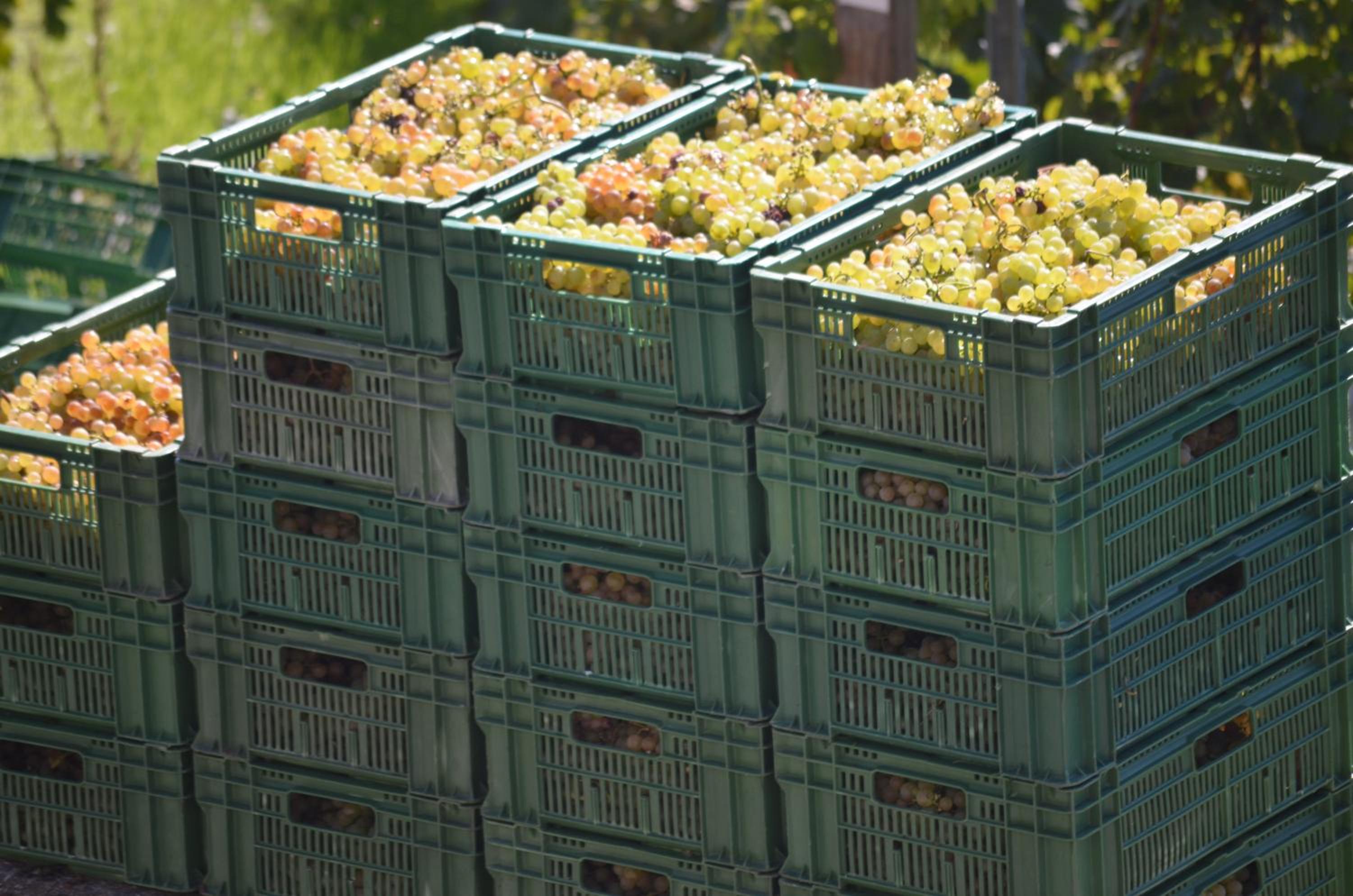 Domaine du Burignon
