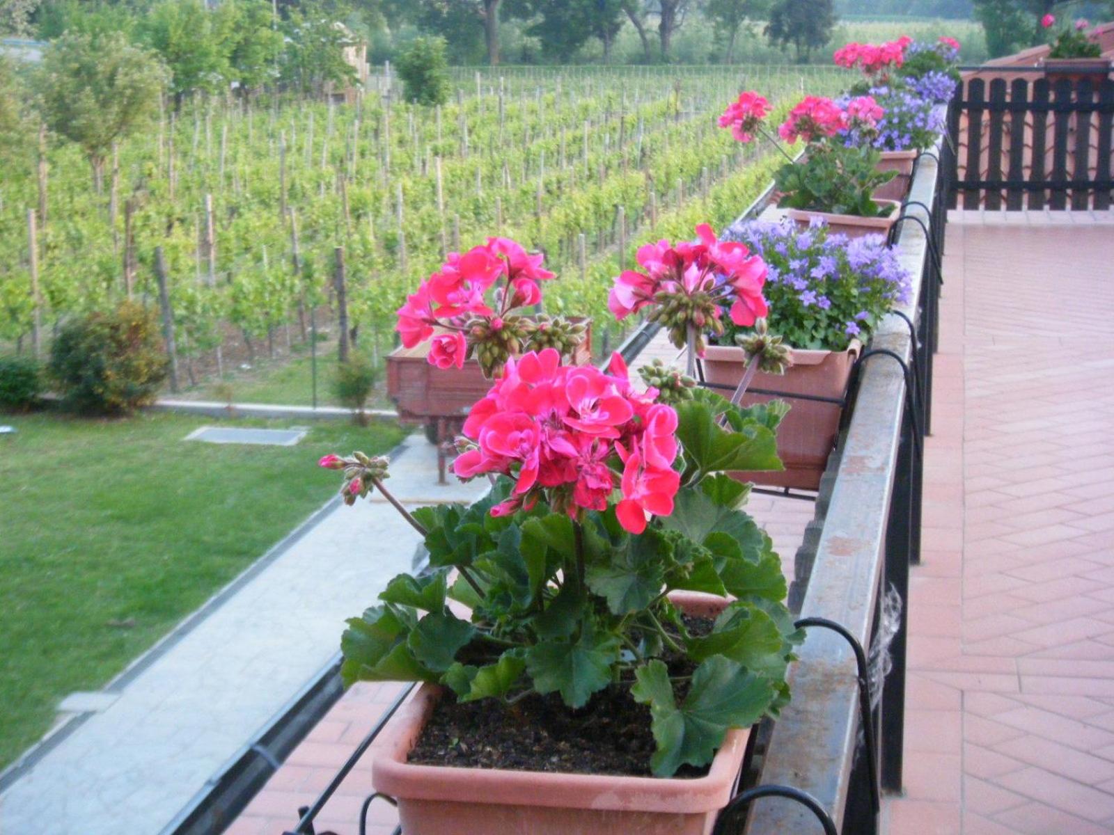 Agriturismo Grillo Iole Winery