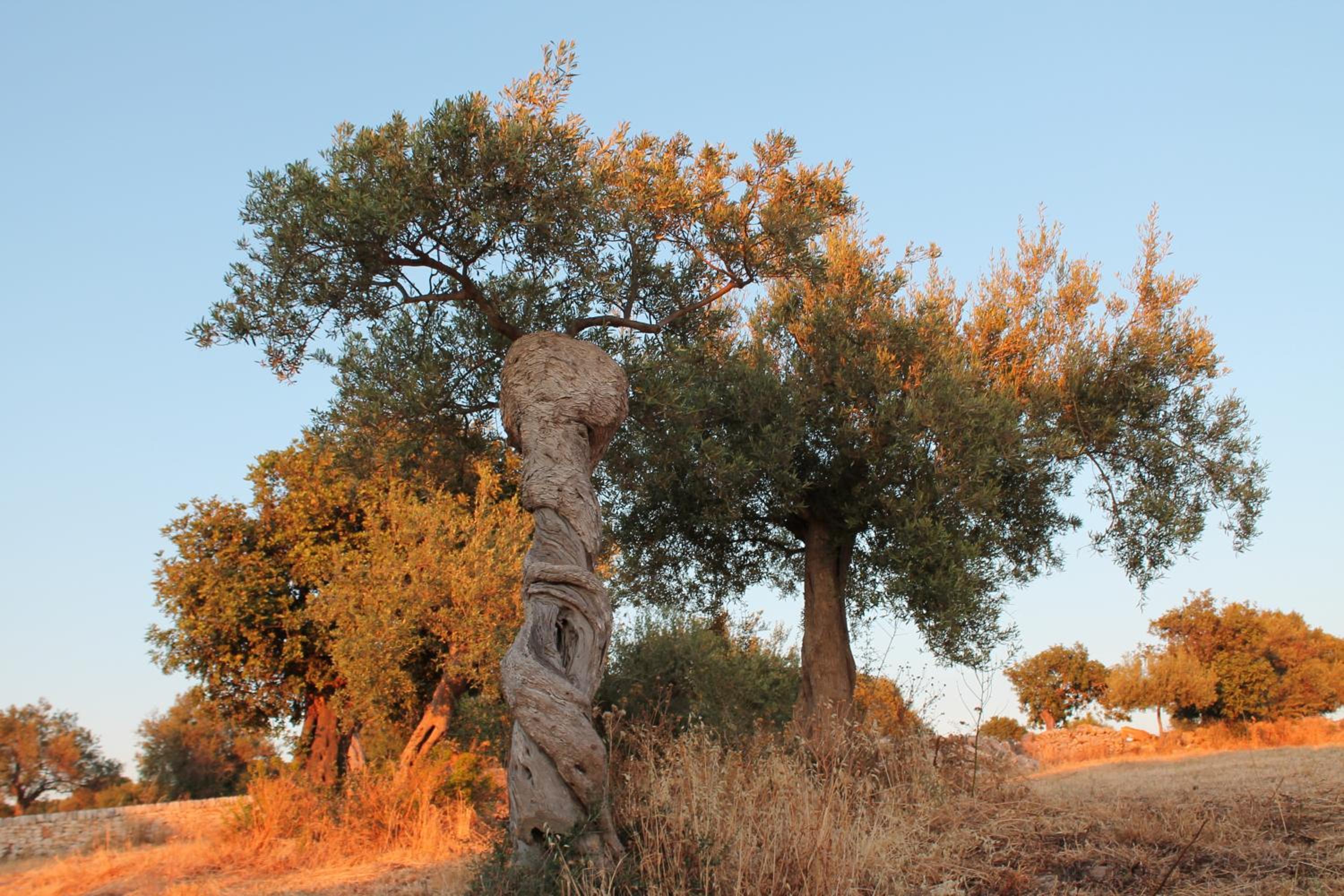 Tenuta Zannafondo