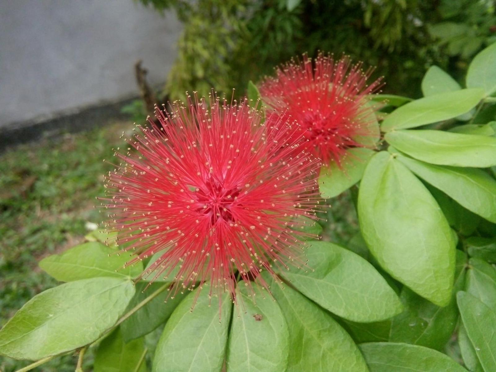 Bentota Orchid House view 4