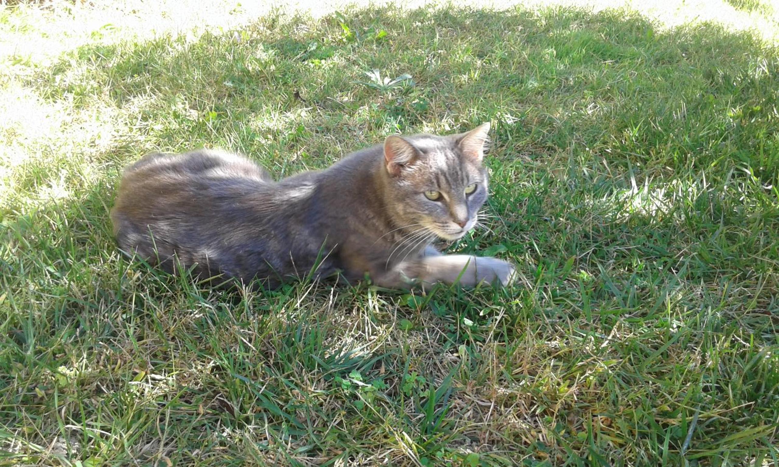 Photo 46