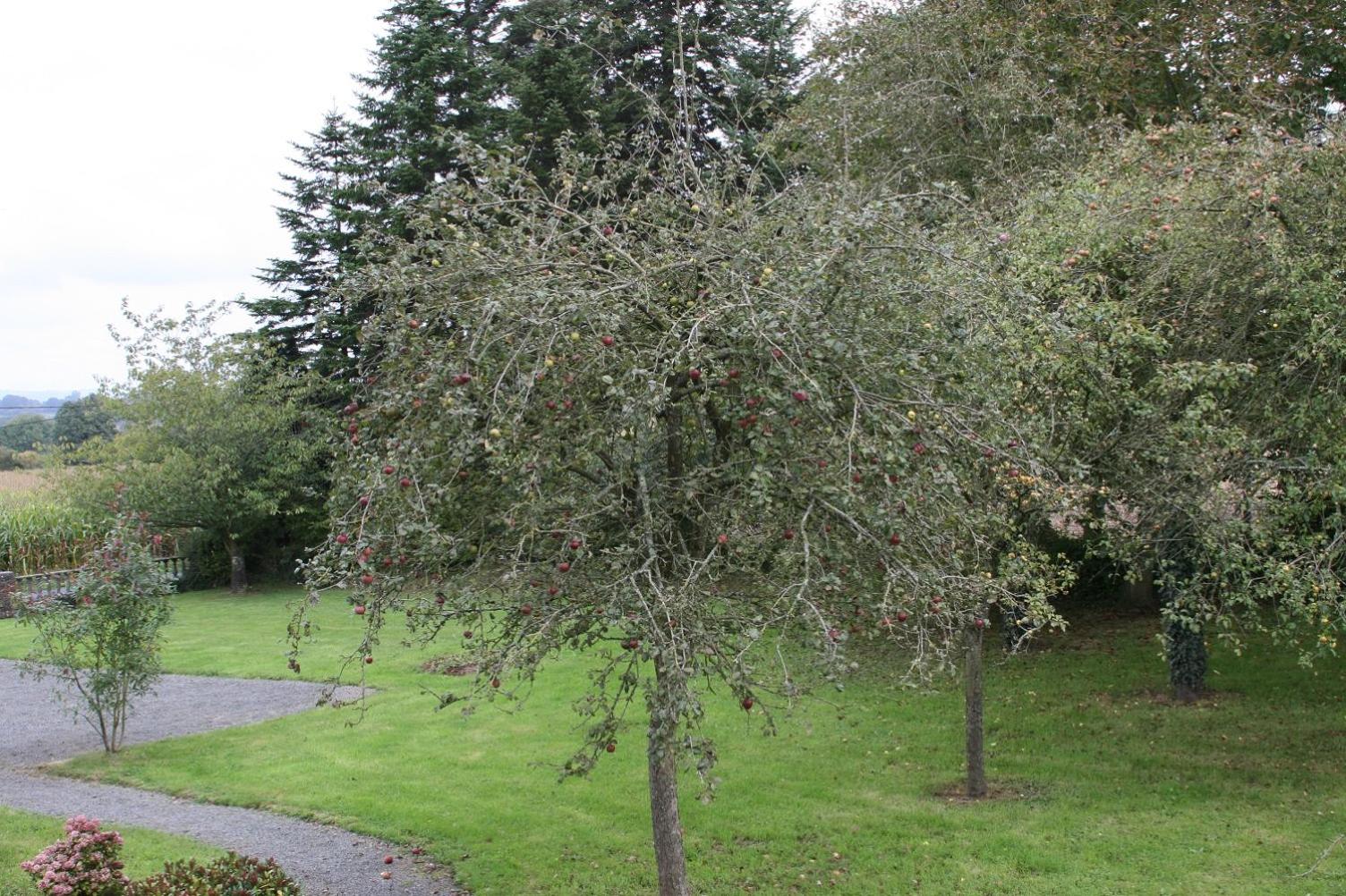 The Magnolias B&B view 5