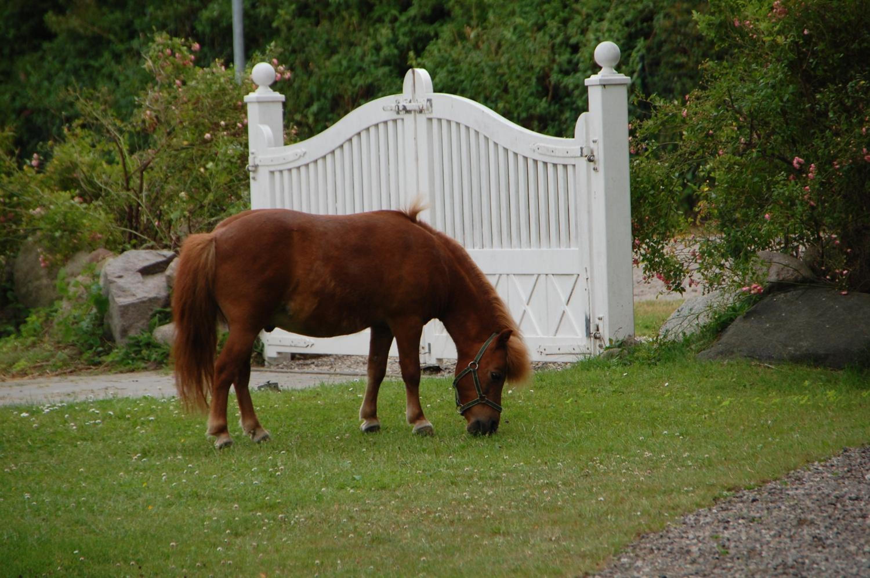 Ostseepferdehof view 2