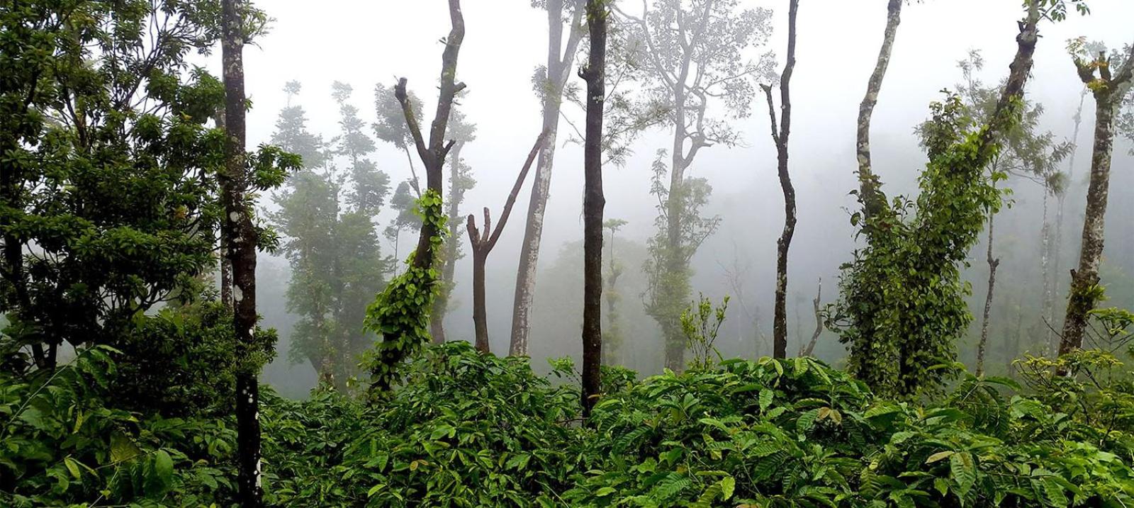 Coorg Kolamotte view 5