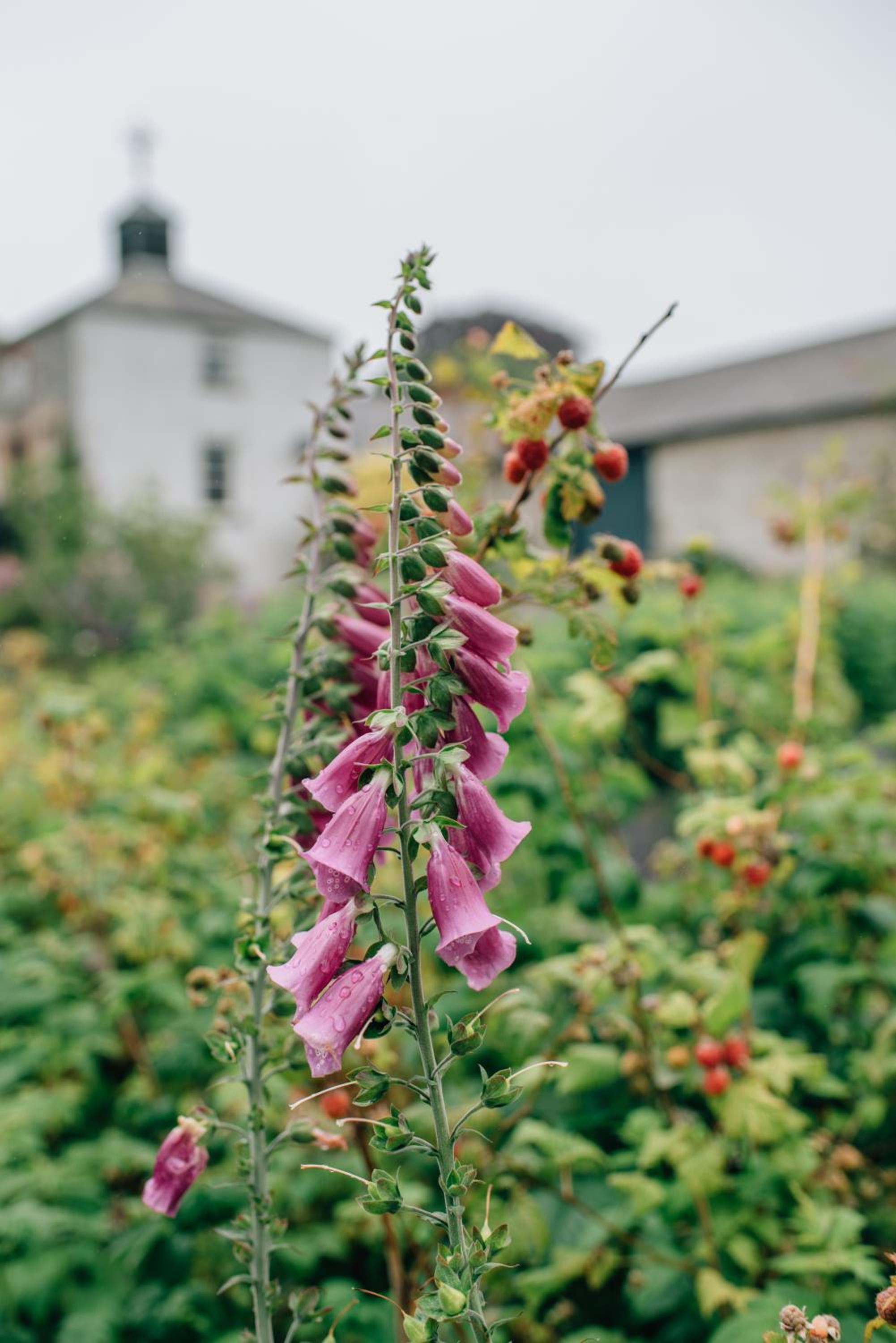 Ballydugan Country House