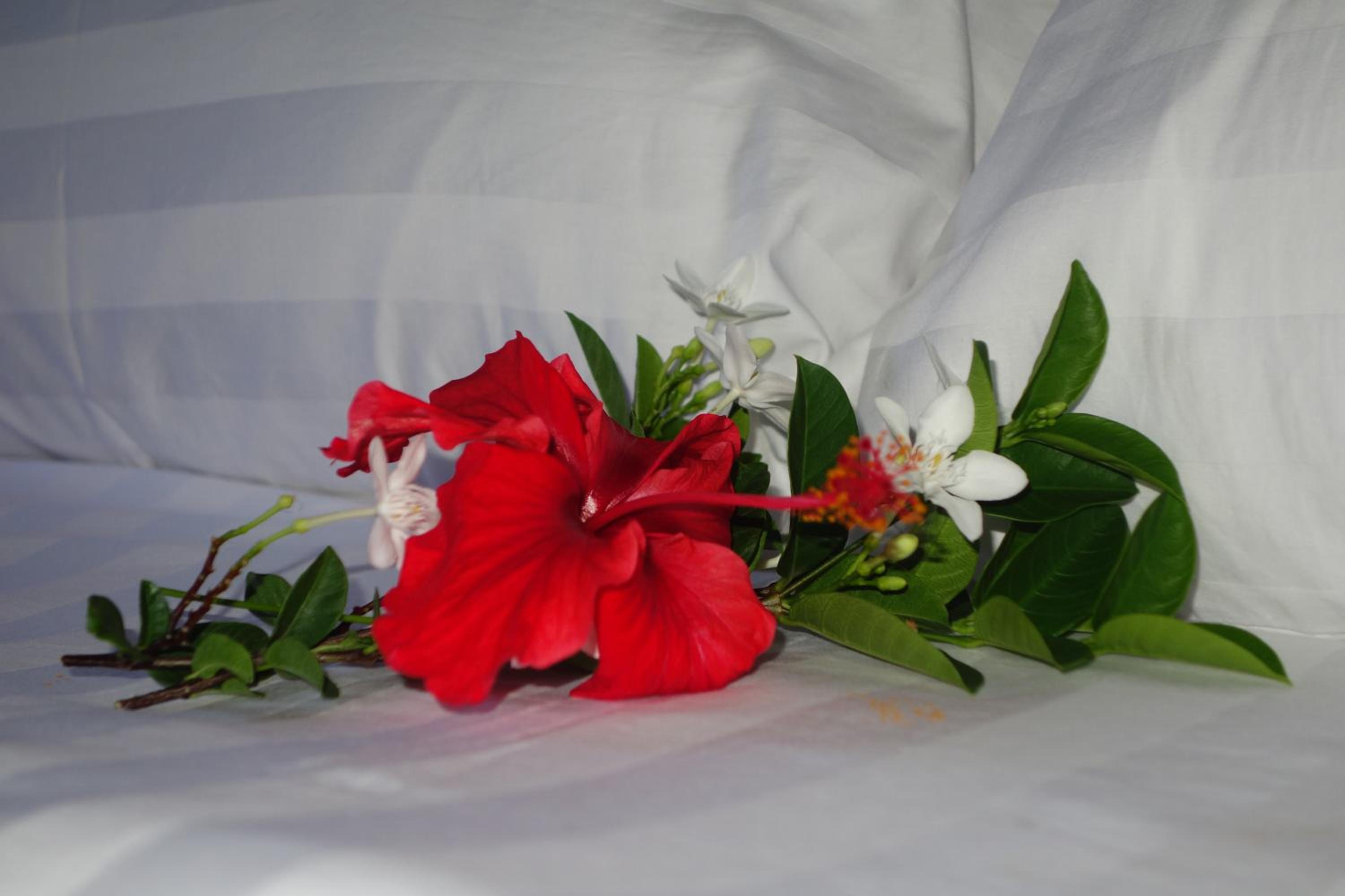 Photo 48