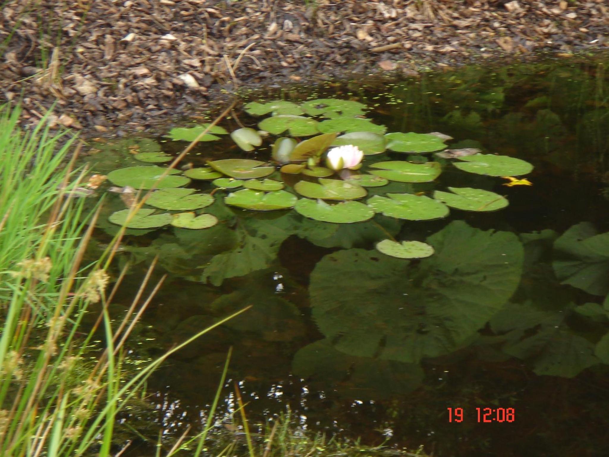 Photo 31