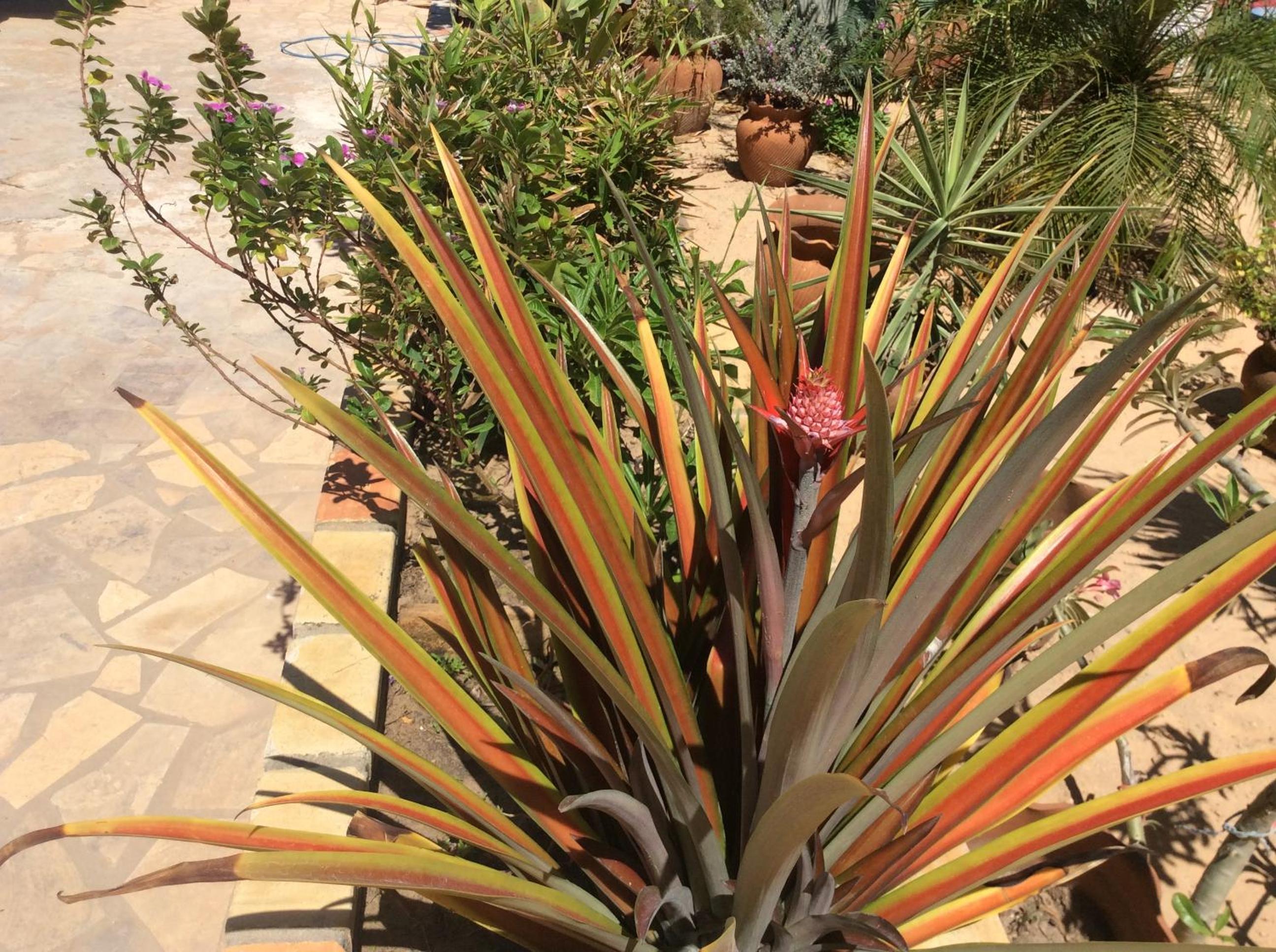 Casa do Jardim- Villa Botanica