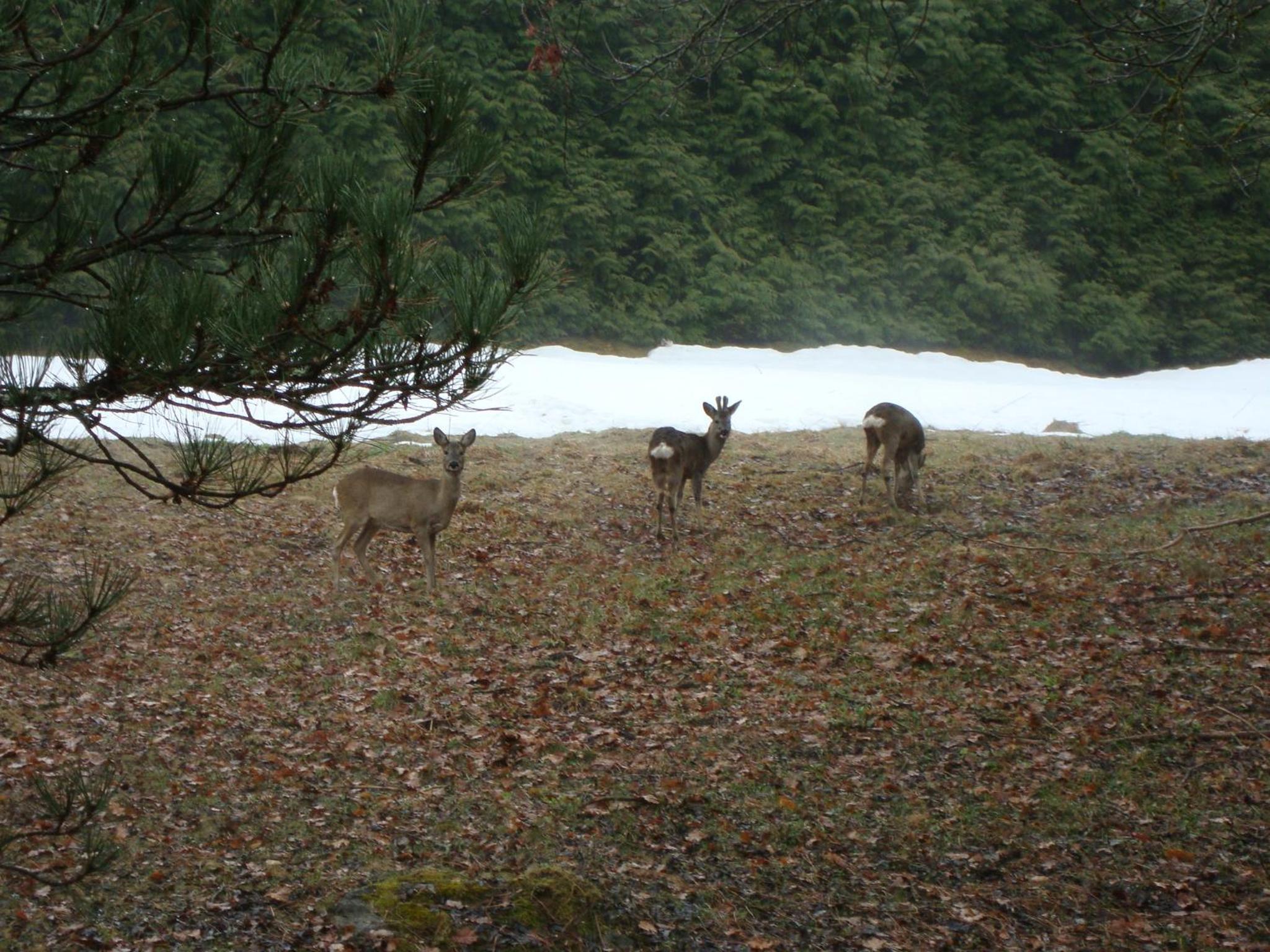 Le Caribou, photo 13