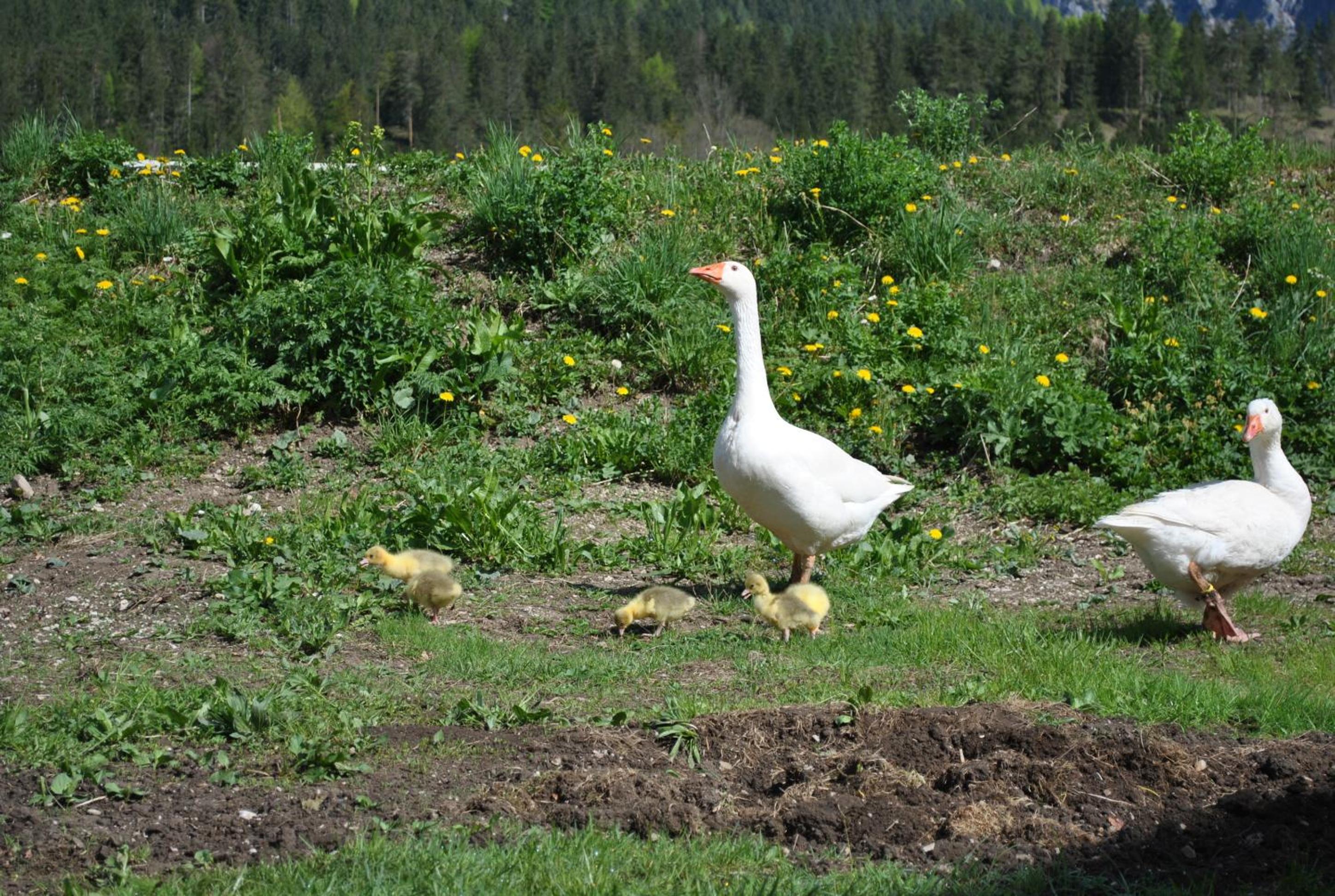 Photo 40