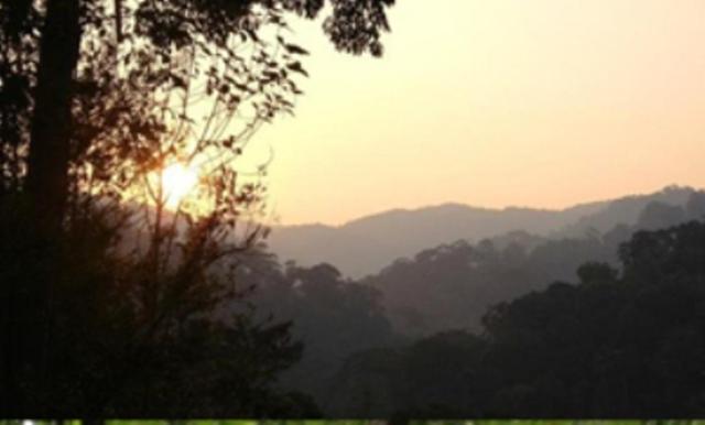 The Shorea