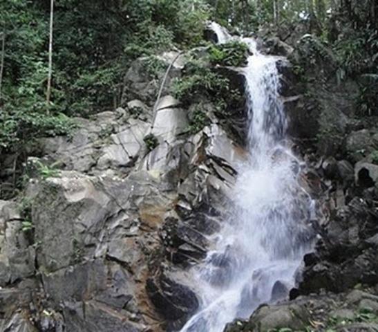 The Shorea