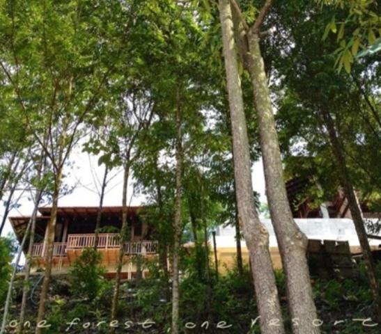 The Shorea