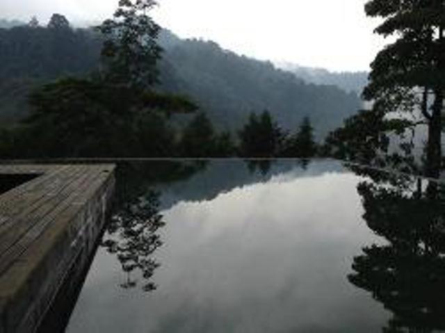 The Shorea