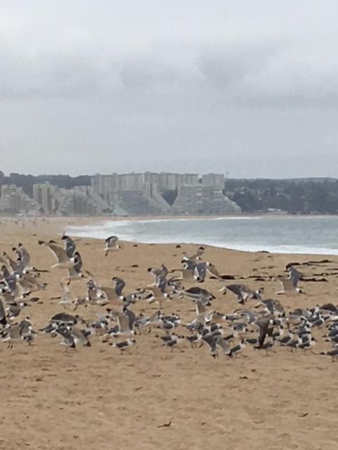 Cabañas en Algarrobo Norte