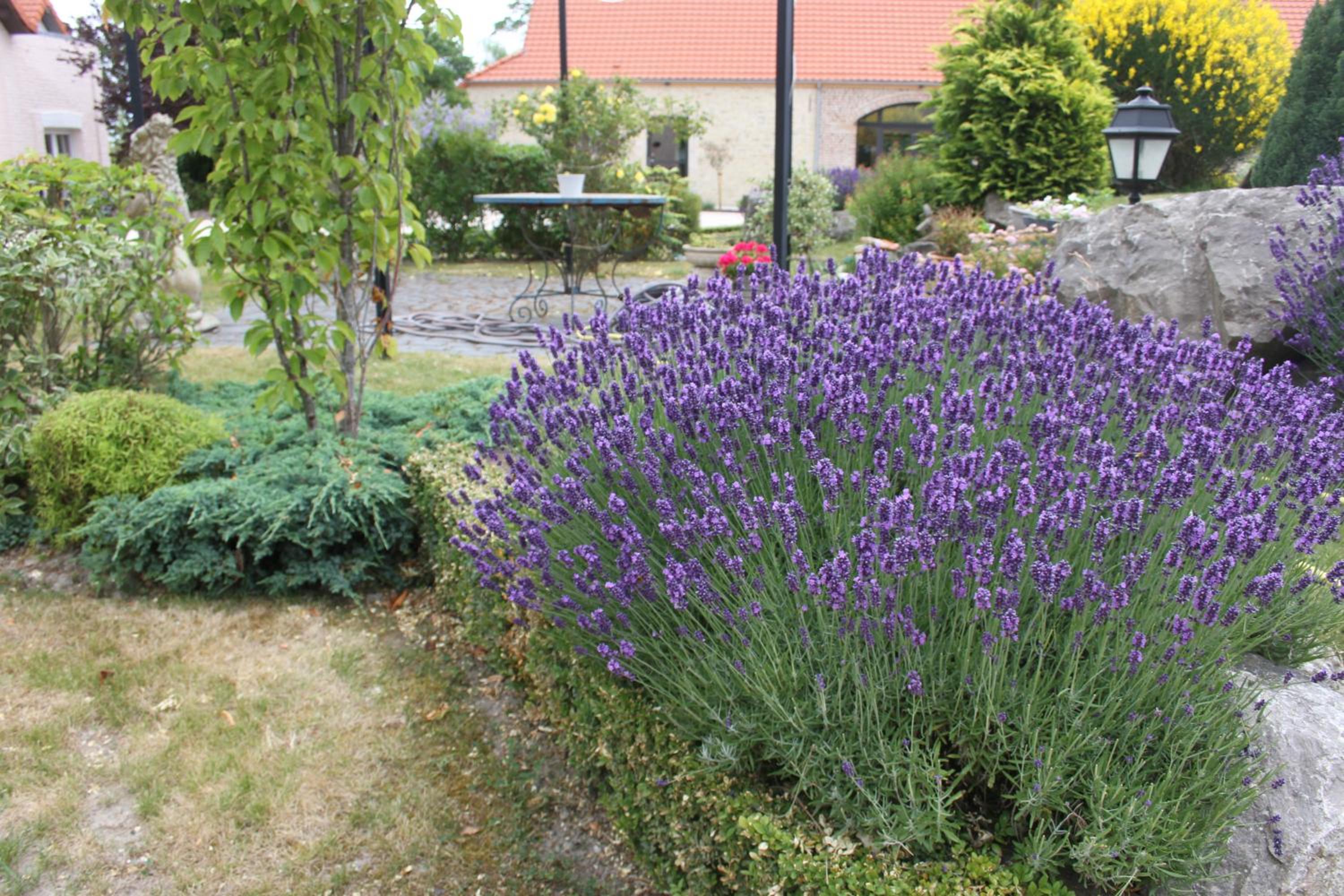 Au grand saule