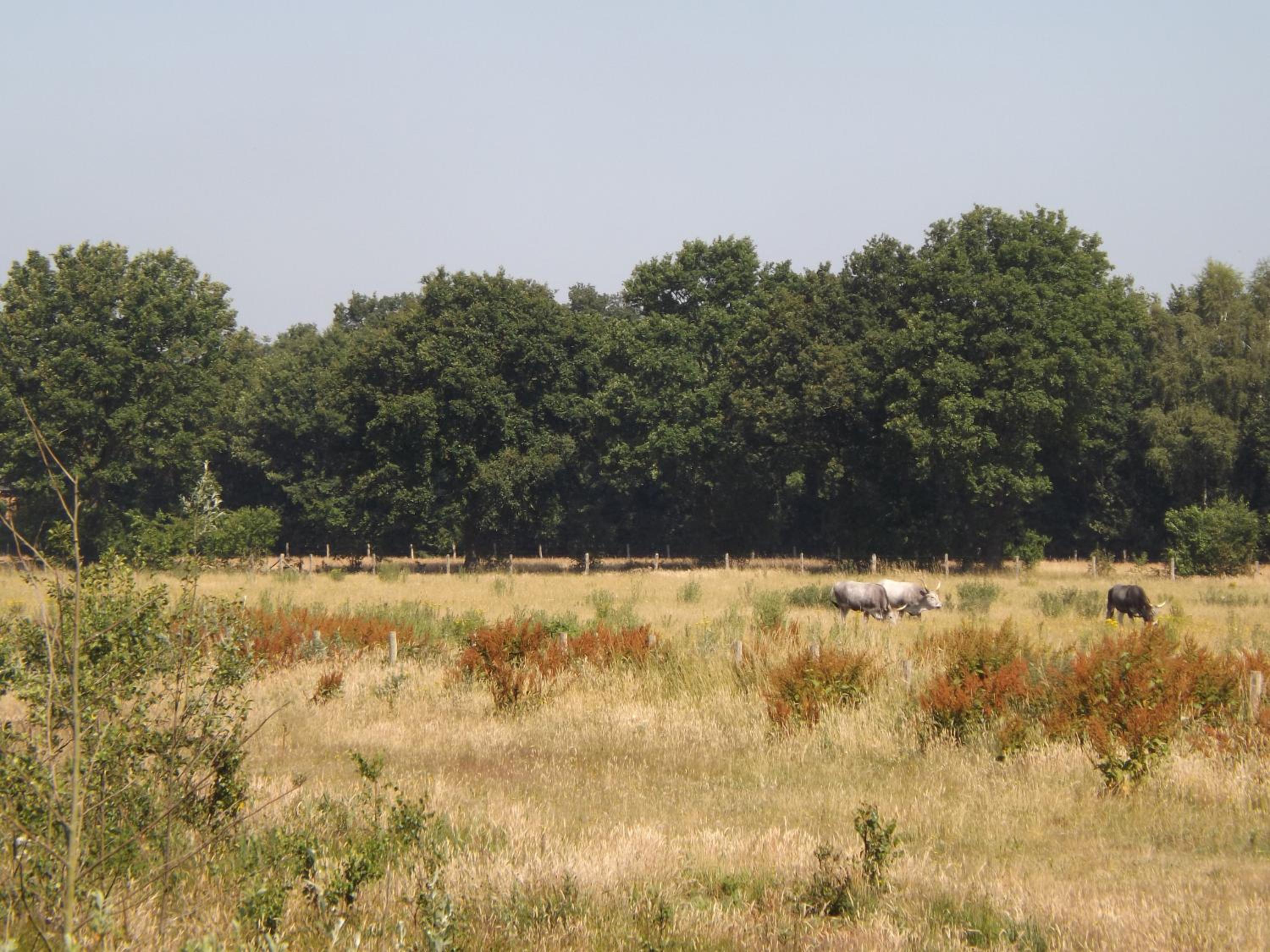 Vosseven 79 Melkeppe