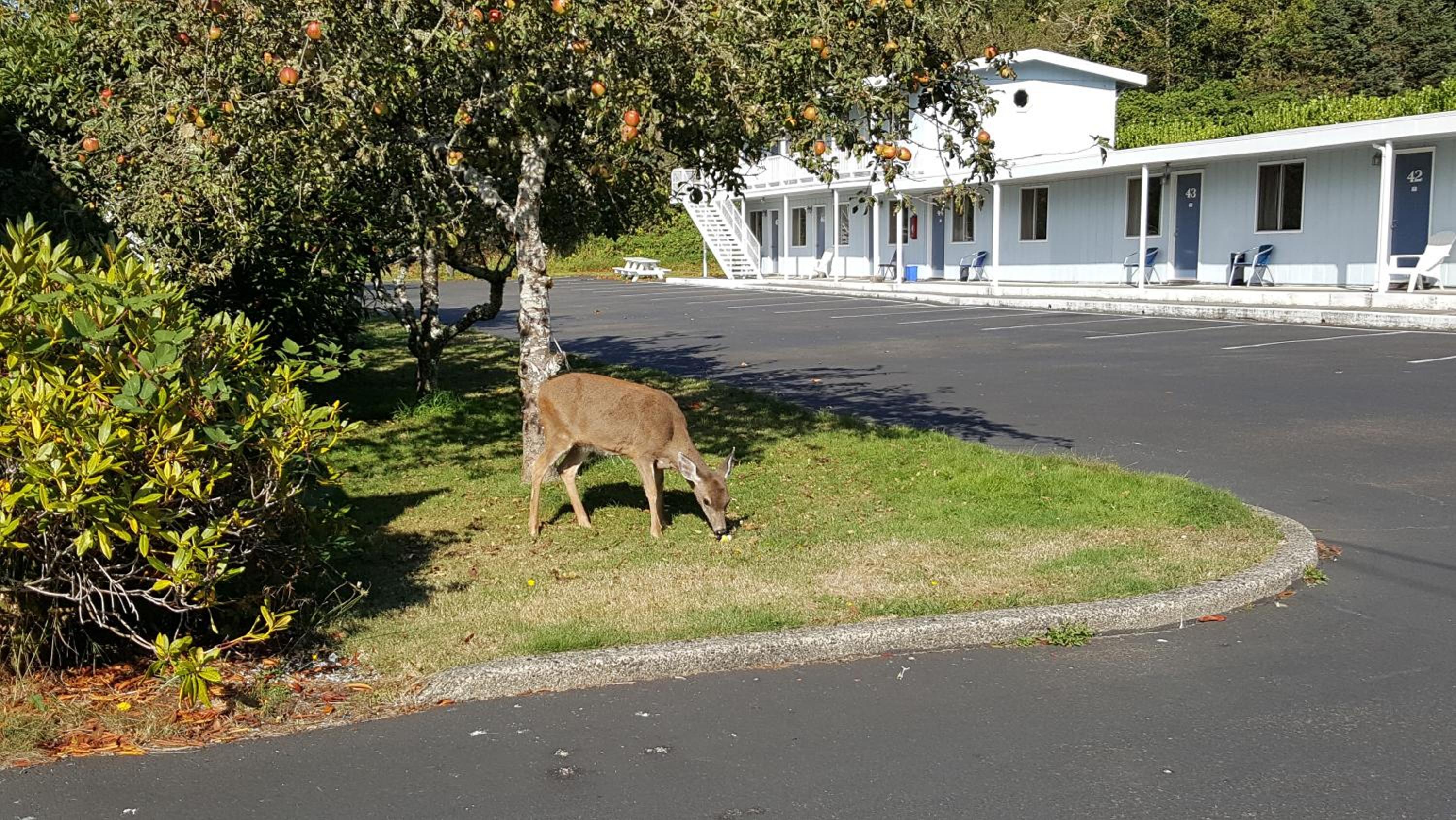 Winchester Bay Inn