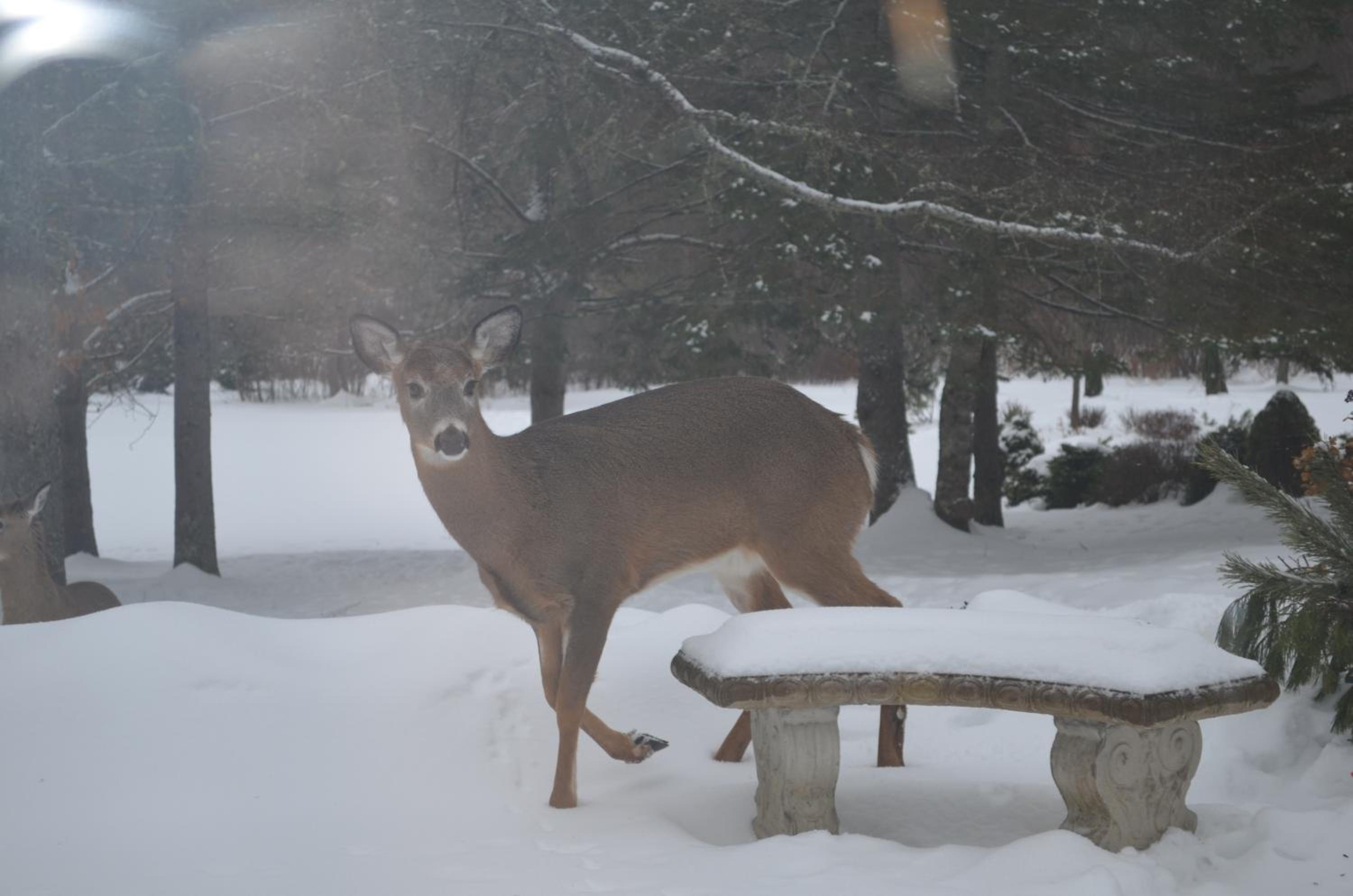 Briarwood Bed & Breakfast
