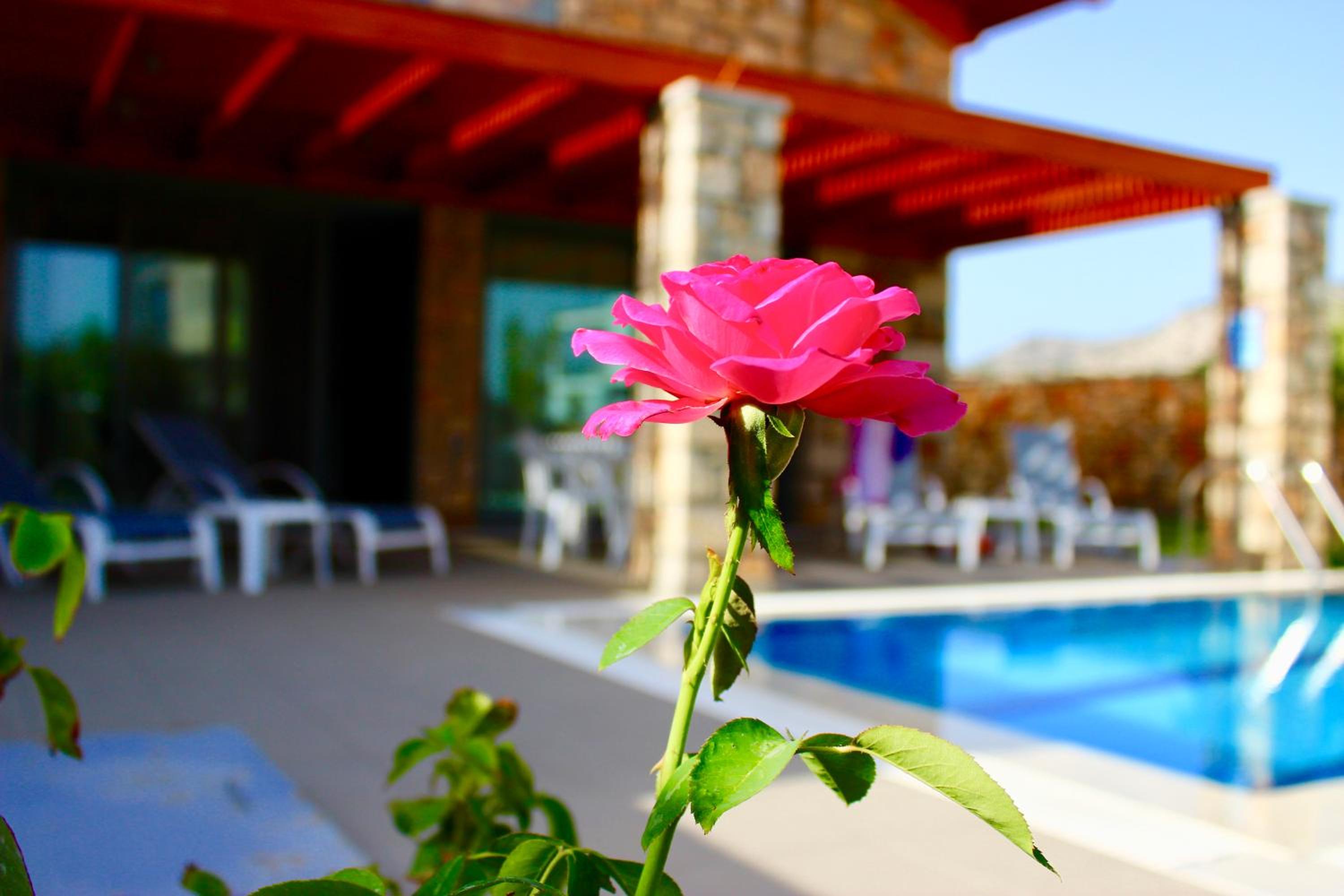 Estrella Villas photo 4