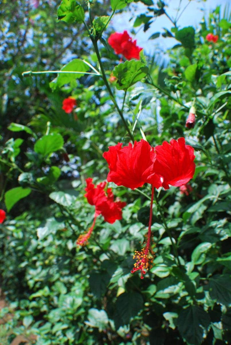 Photo 40