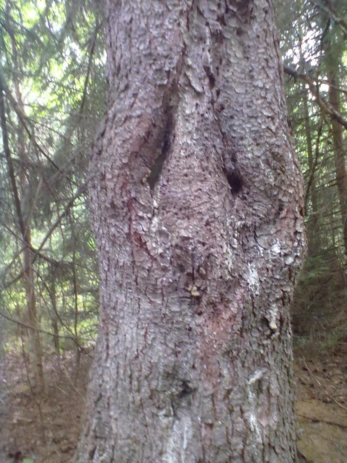 Photo 36