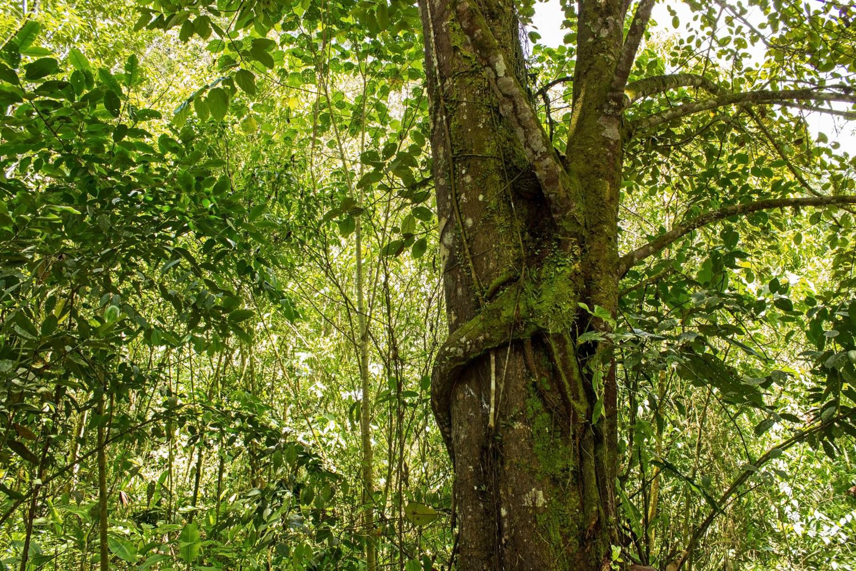 Kuyana Amazon Lodge