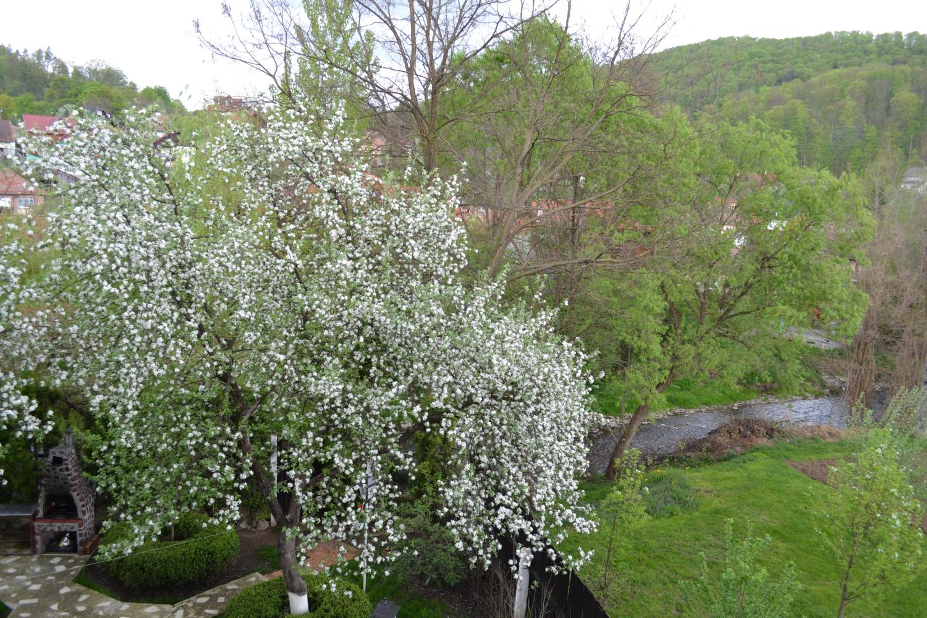 Photo 42