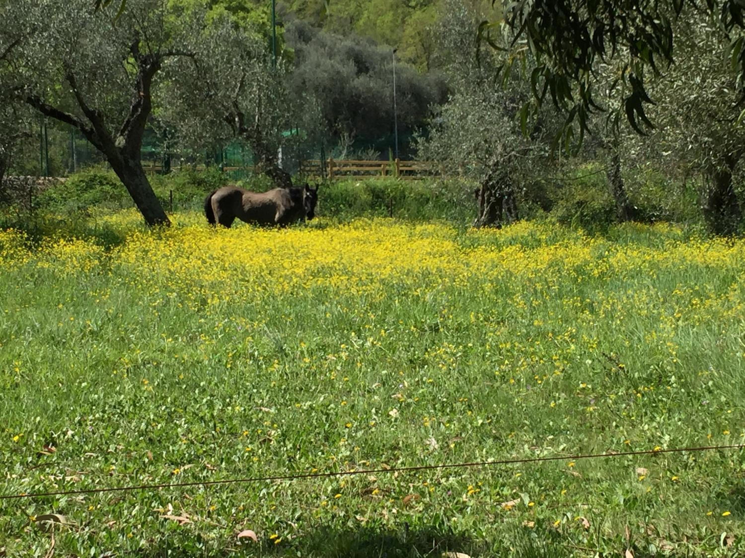 Agriturismo Ada Musso ss