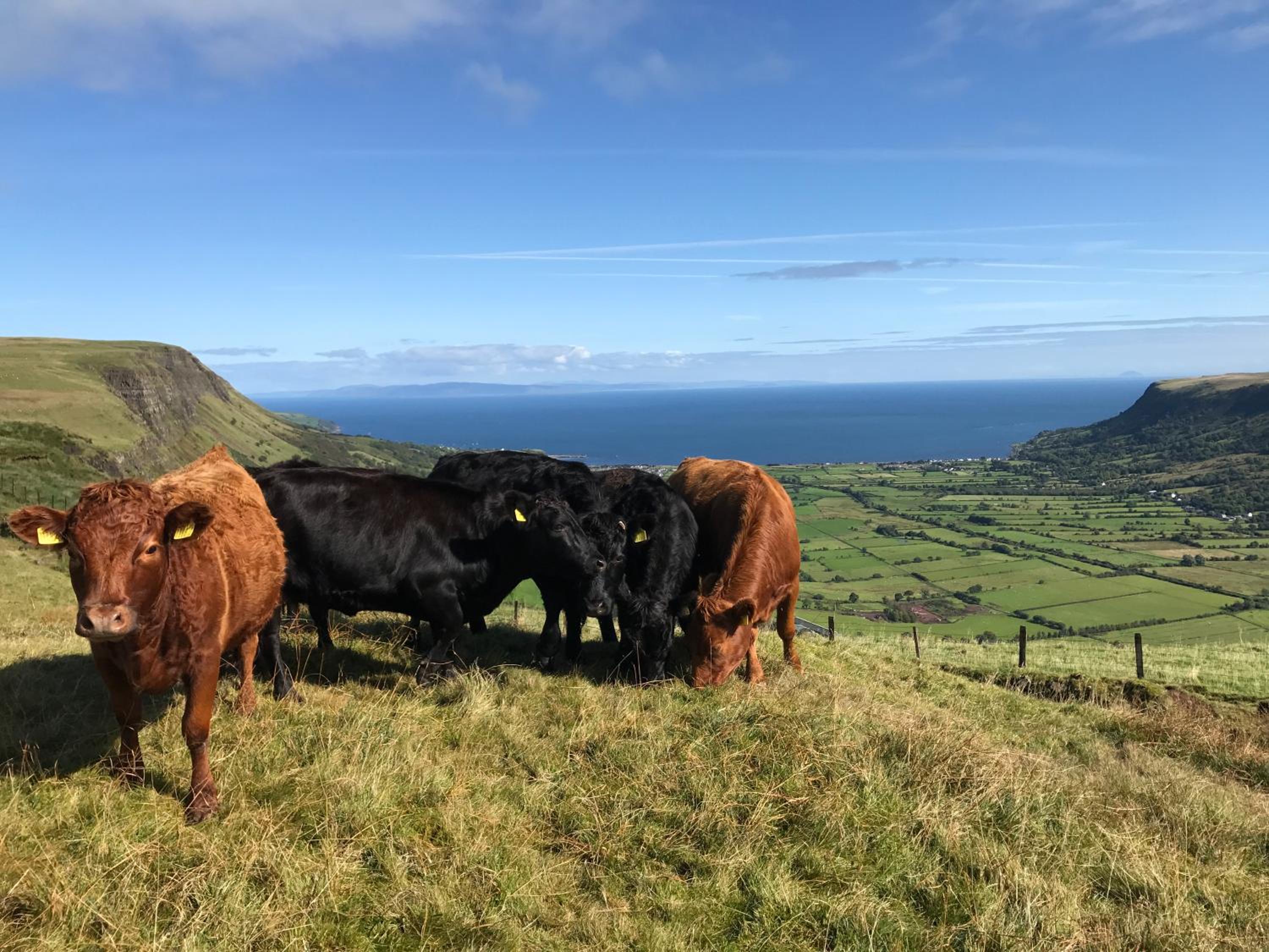 GlenHaven Holiday Accommodation view 3