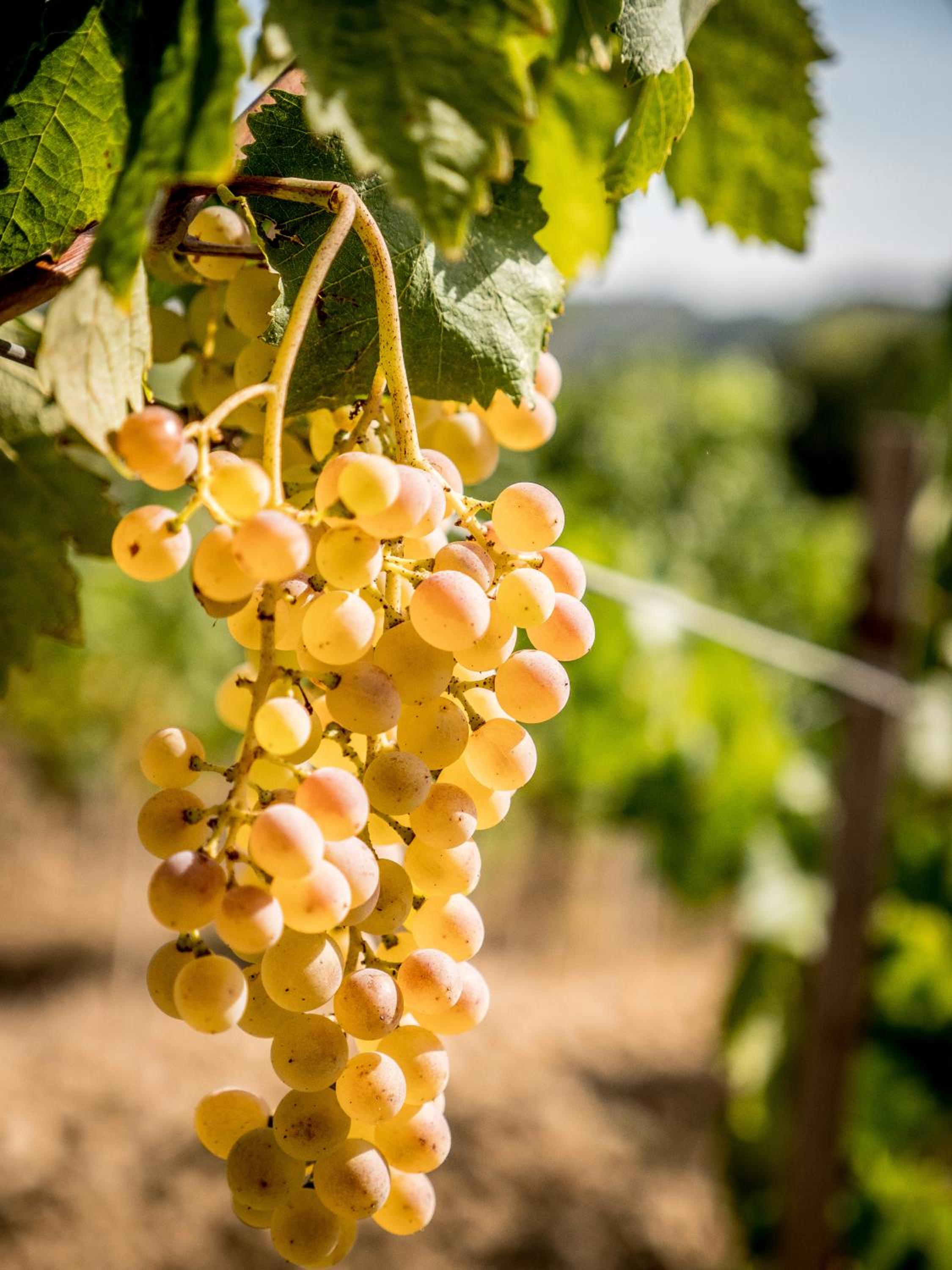 Fattoria Fibbiano
