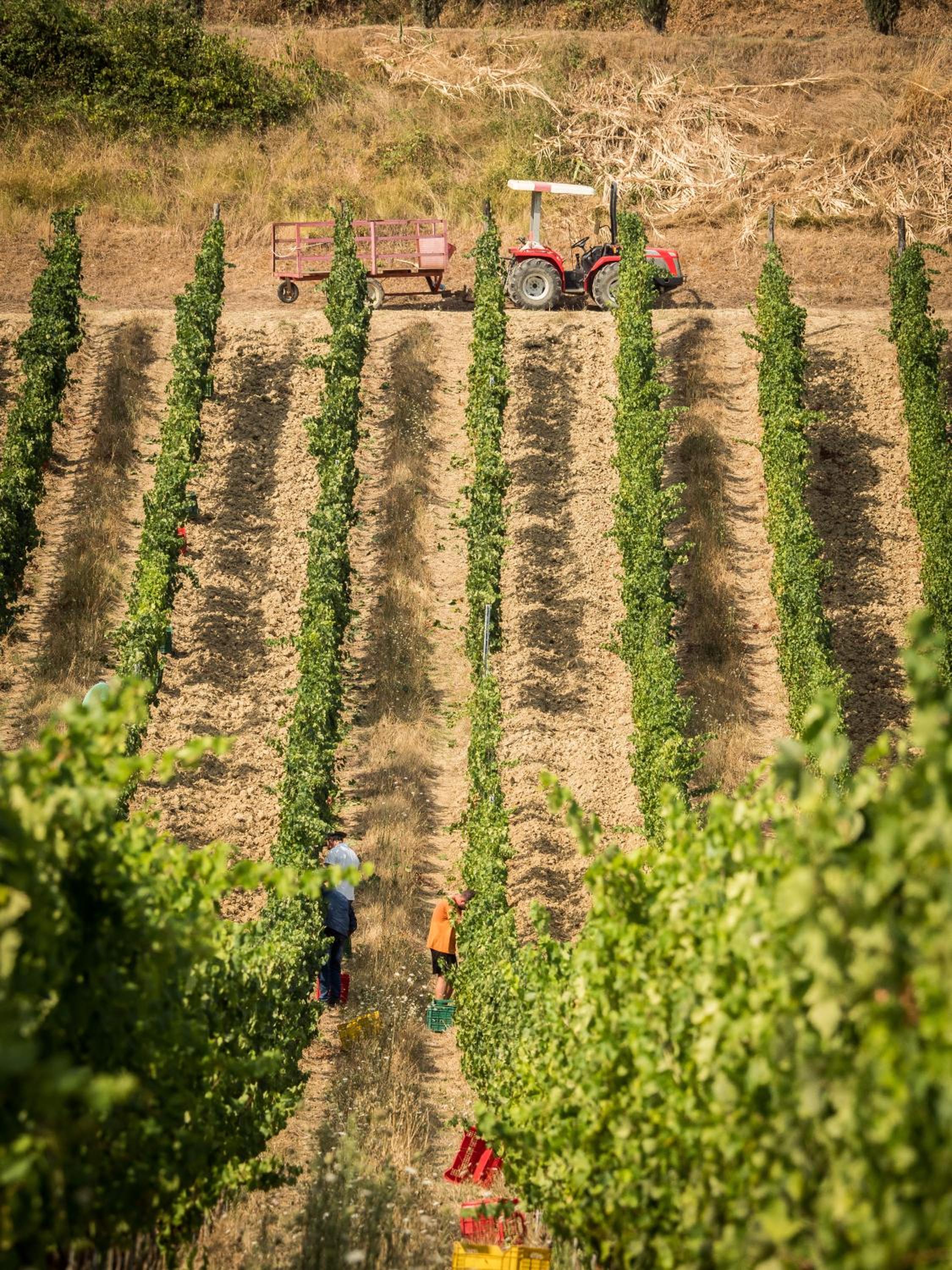 Fattoria Fibbiano