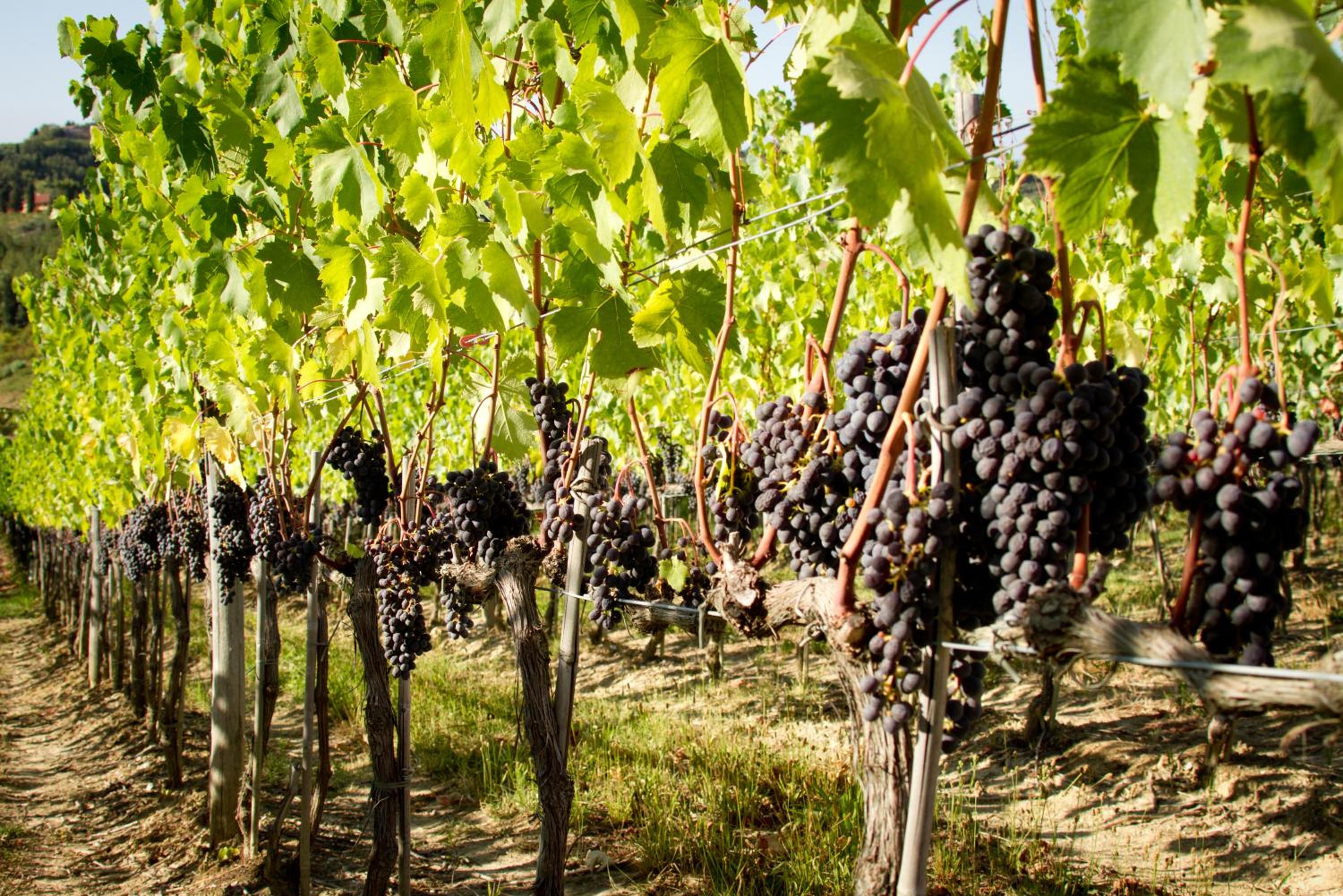Fattoria Fibbiano