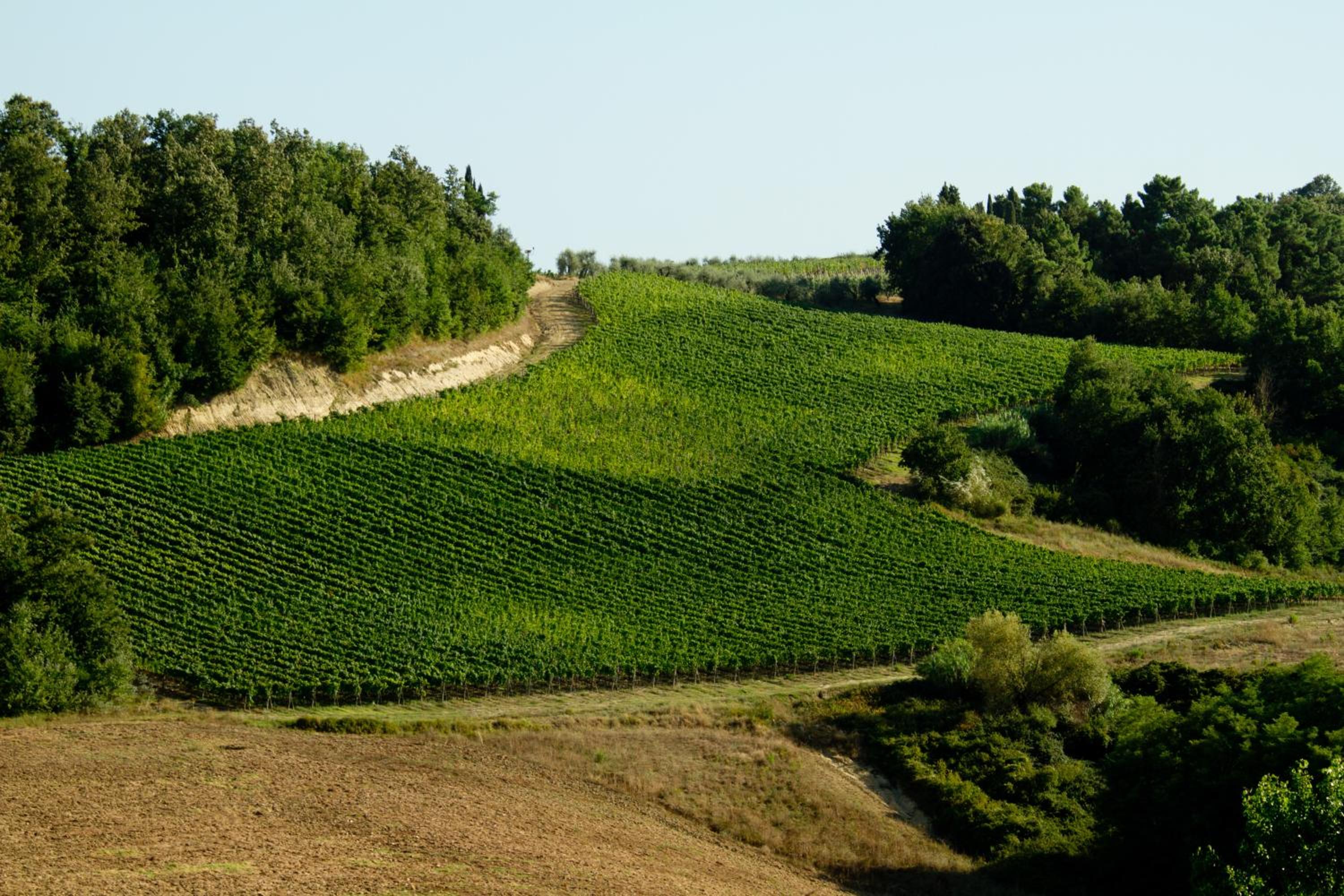 Fattoria Fibbiano