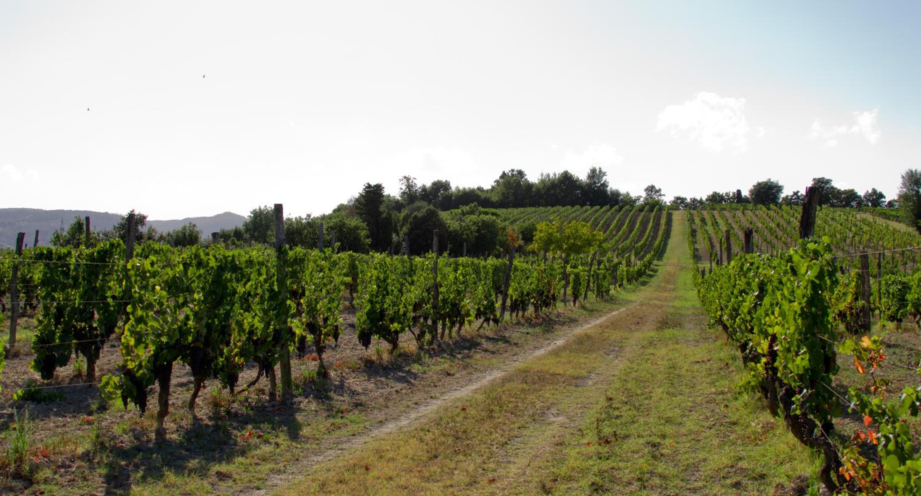 Fattoria Fibbiano