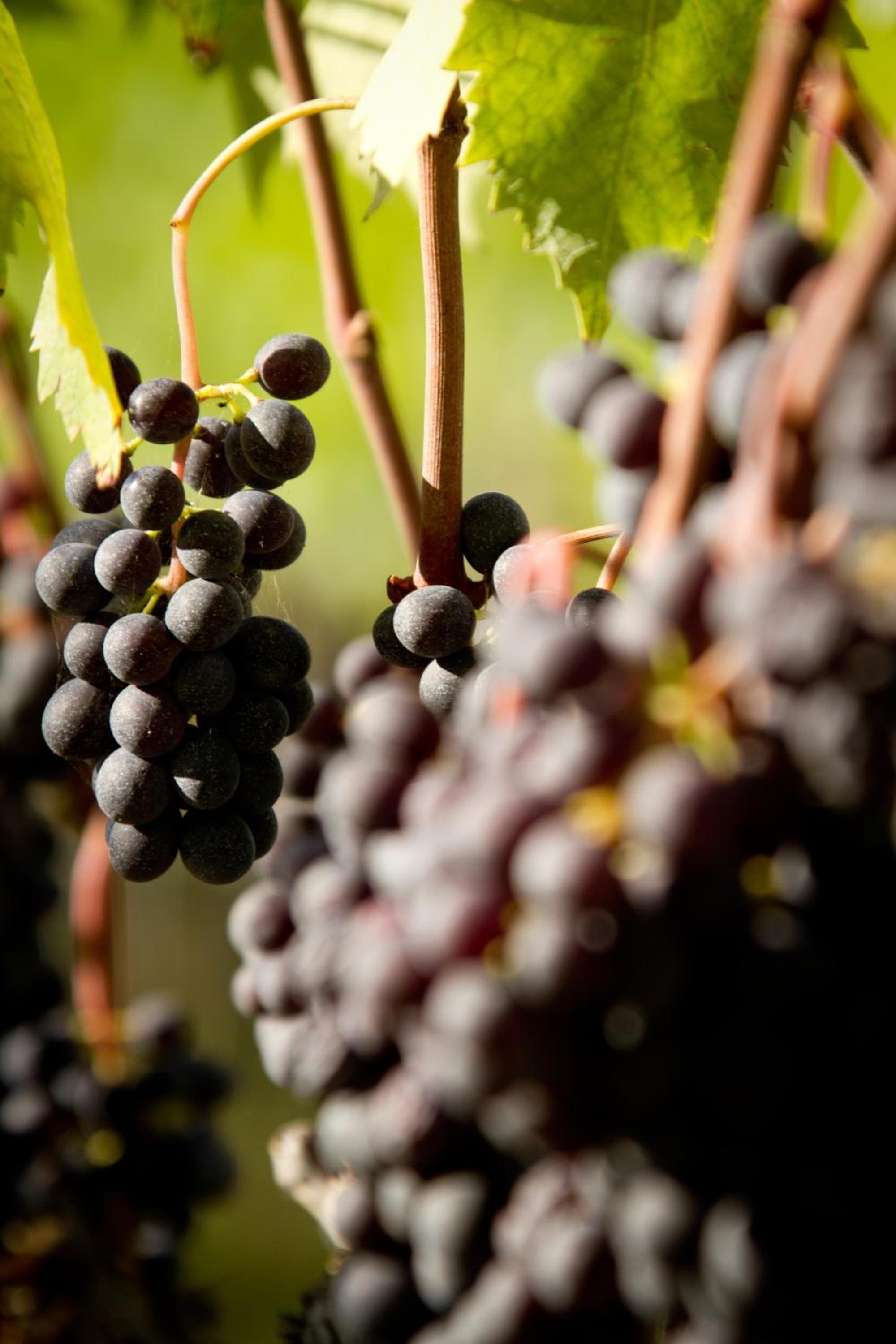 Fattoria Fibbiano