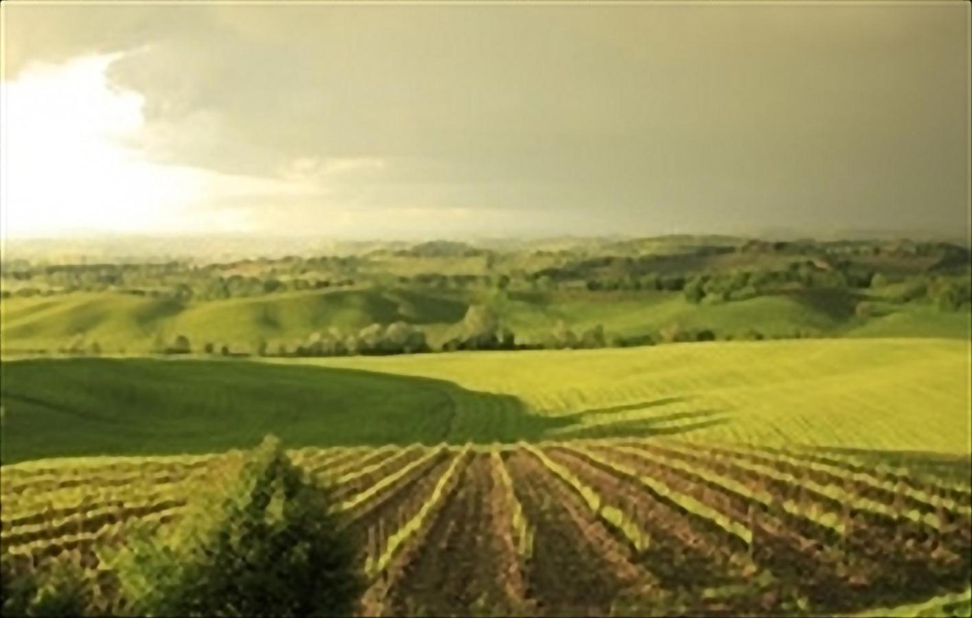 Wine Resort Colsereno